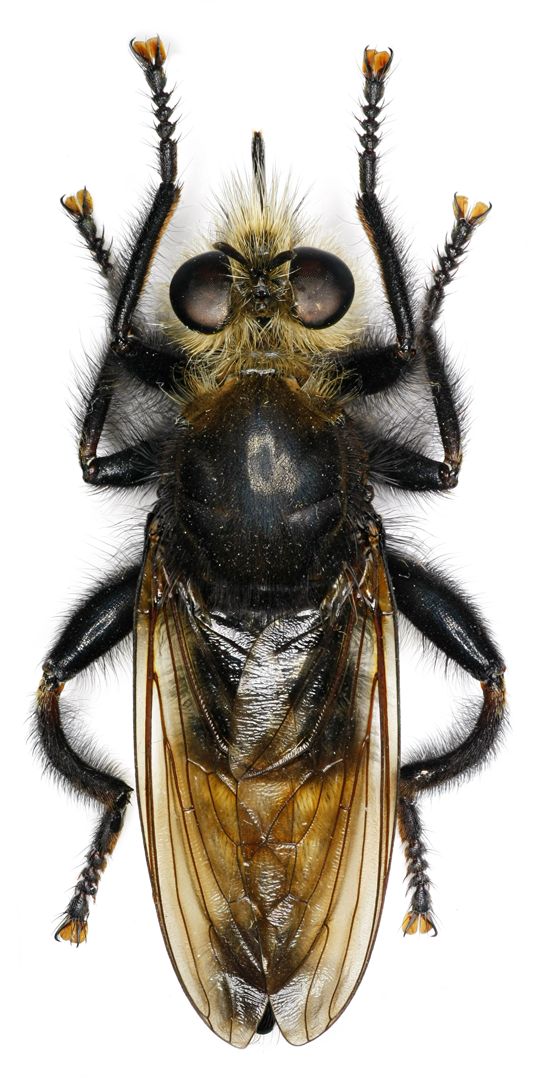 : Laphria gibbosa.