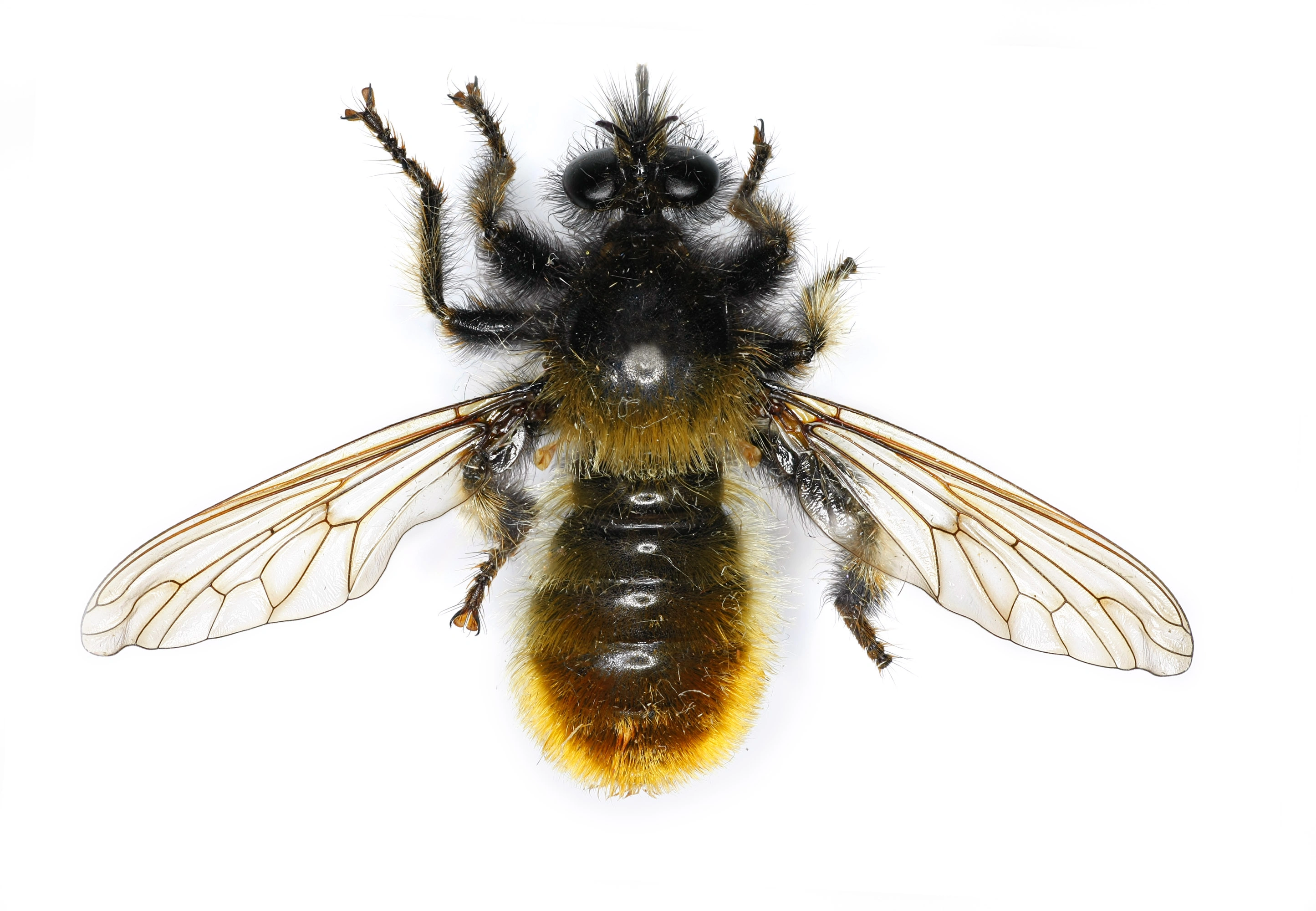 : Laphria flava.