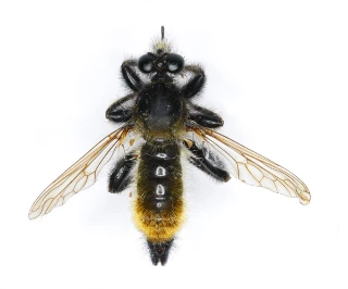 : Laphria flava.