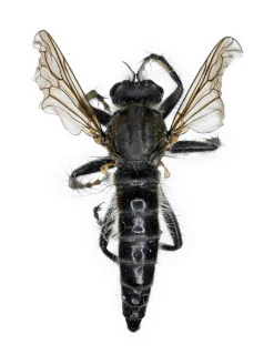 : Lasiopogon cinctus.