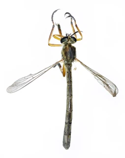 : Leptogaster cylindrica.