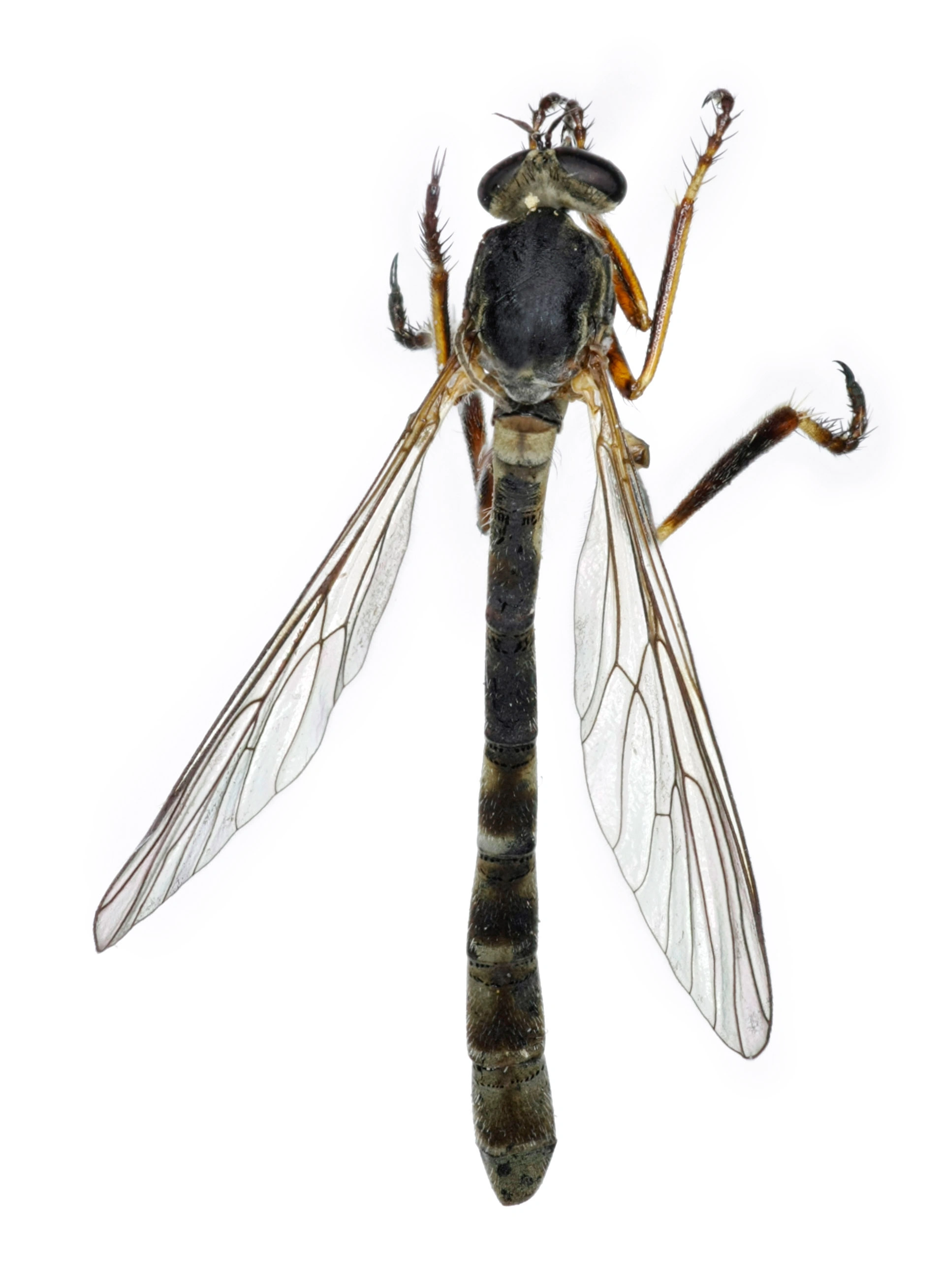 : Leptogaster guttiventris.