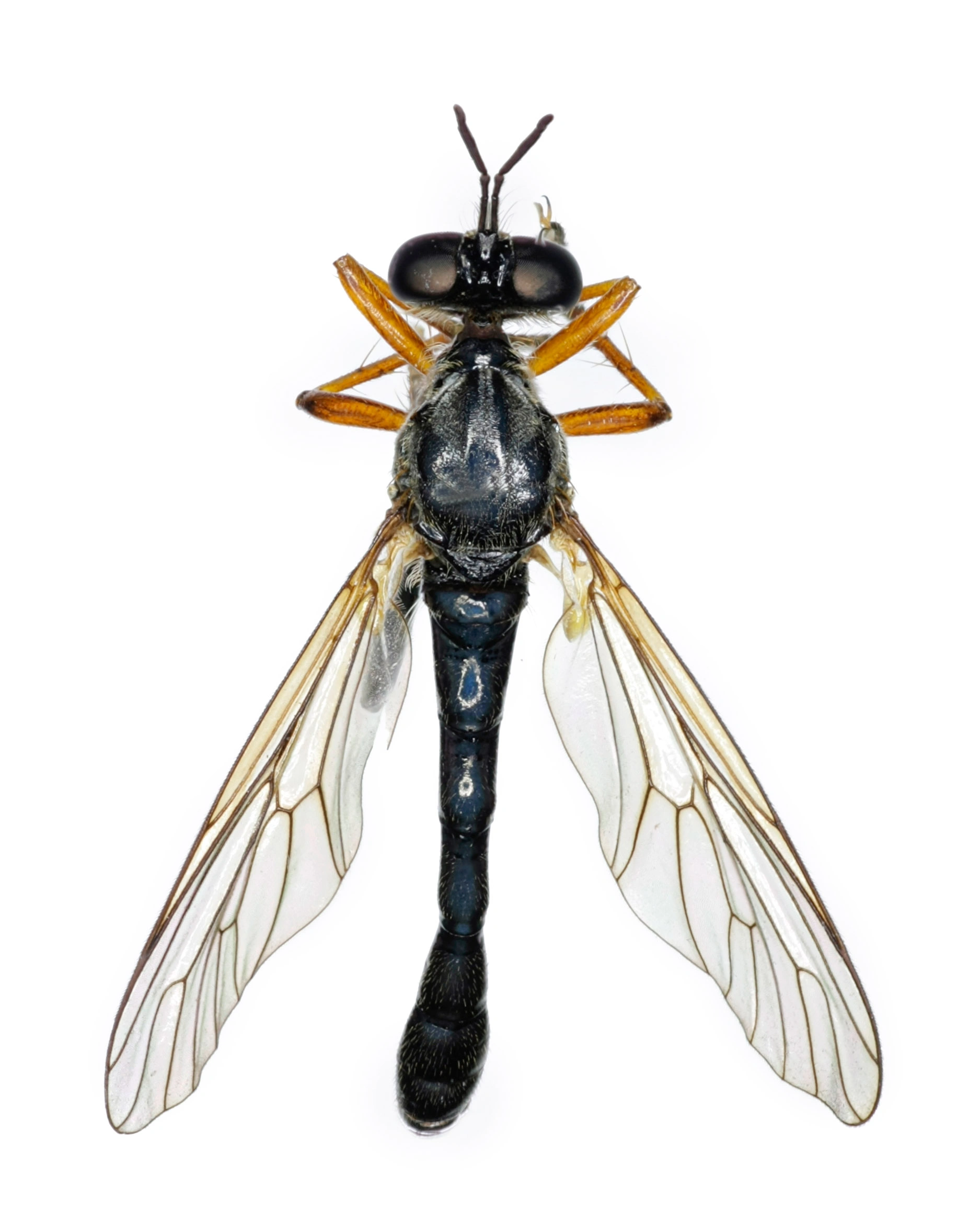 : Dioctria hyalipennis.