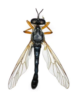 : Dioctria hyalipennis.