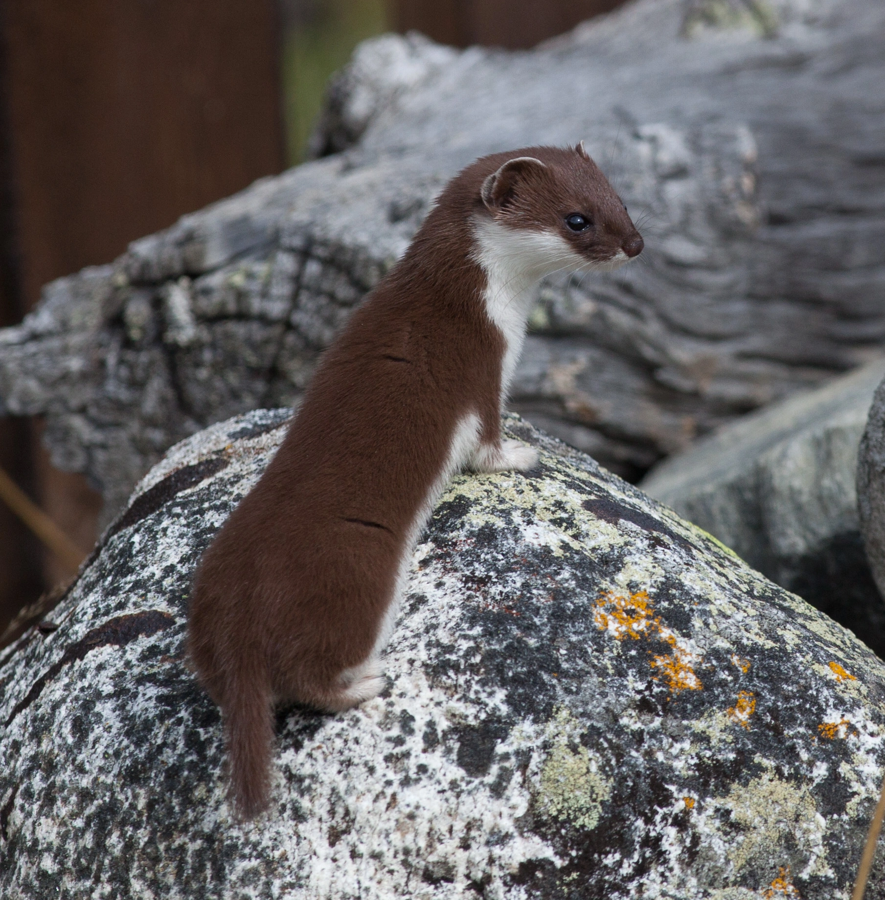 : Mustela nivalis.