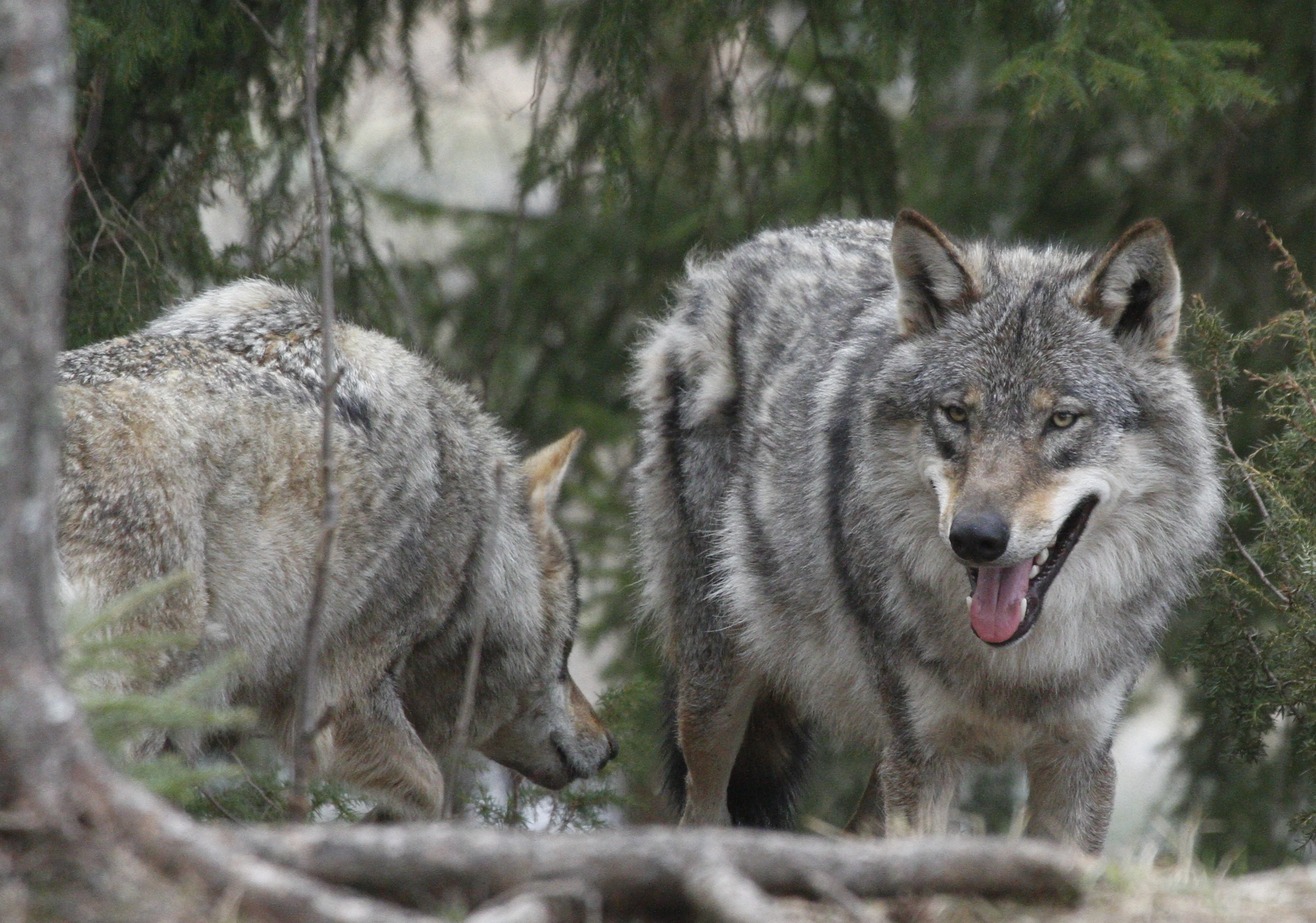 : Canis lupus.