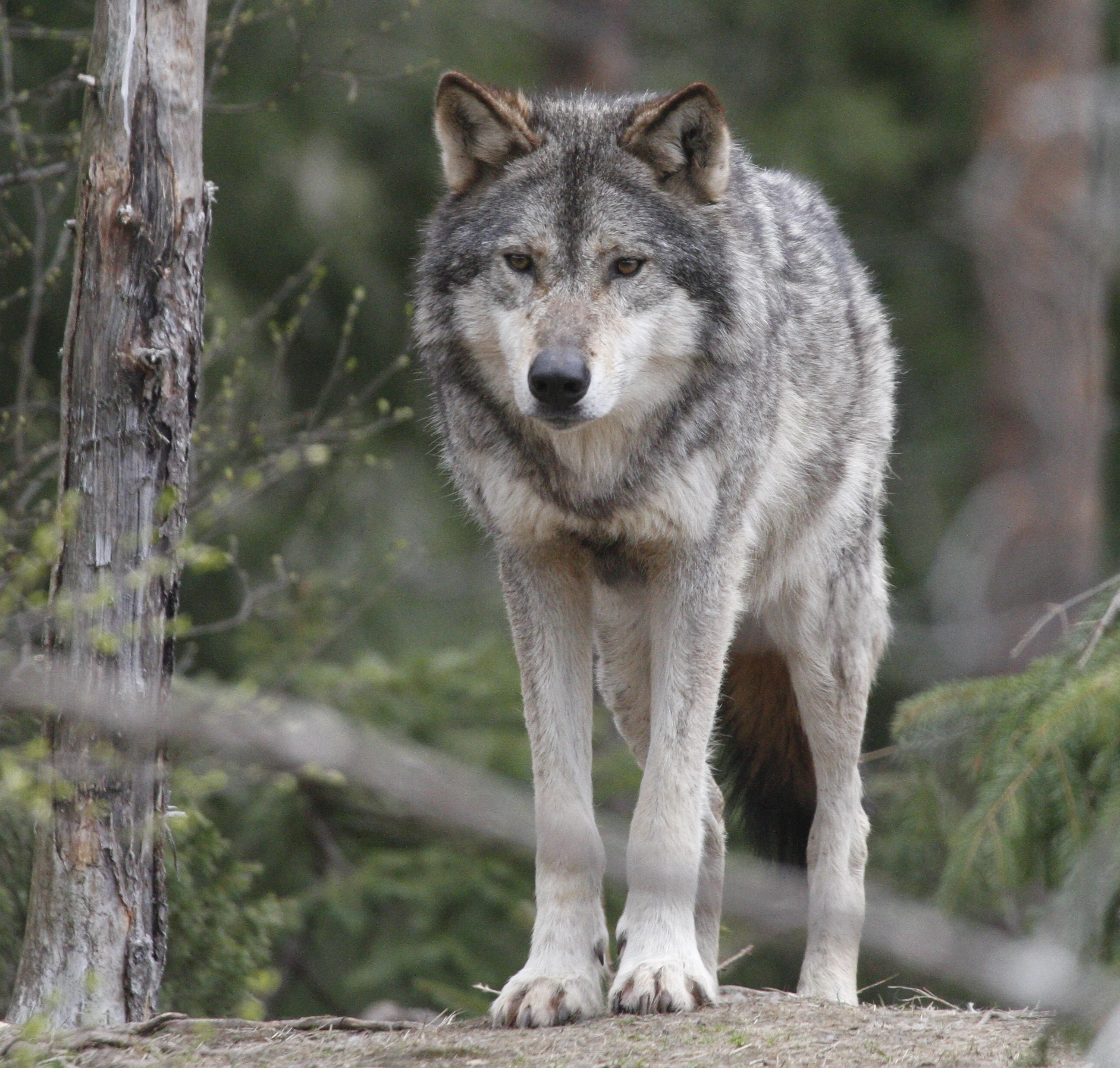 : Canis lupus.