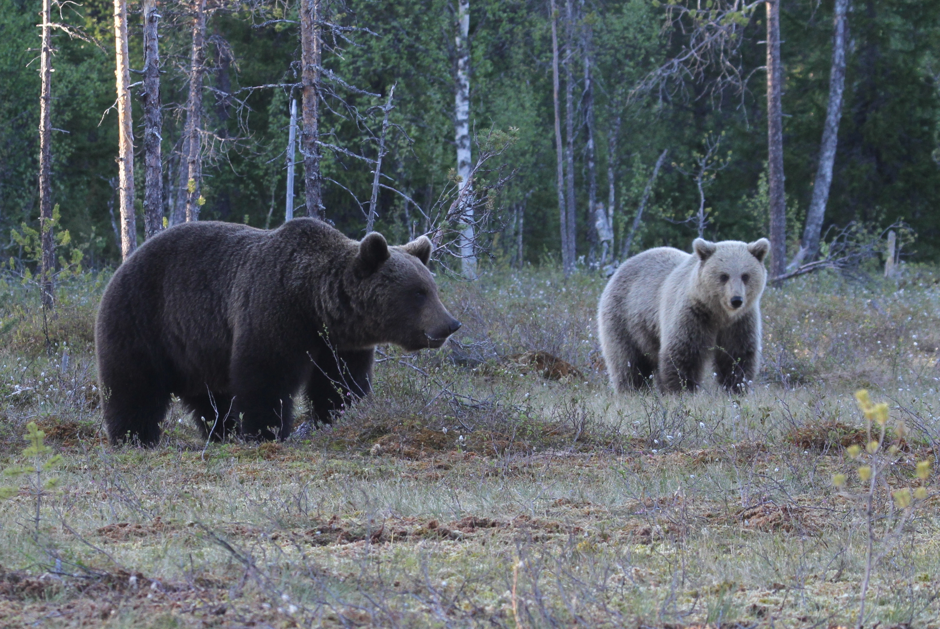 : Ursus arctos.