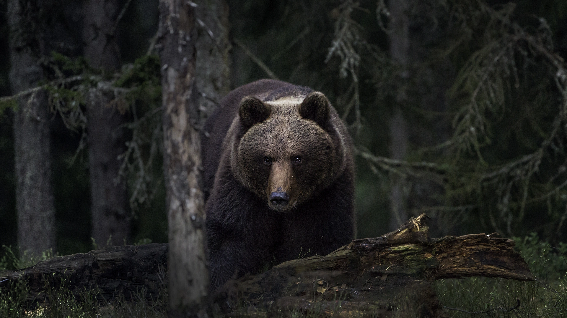 : Ursus arctos.