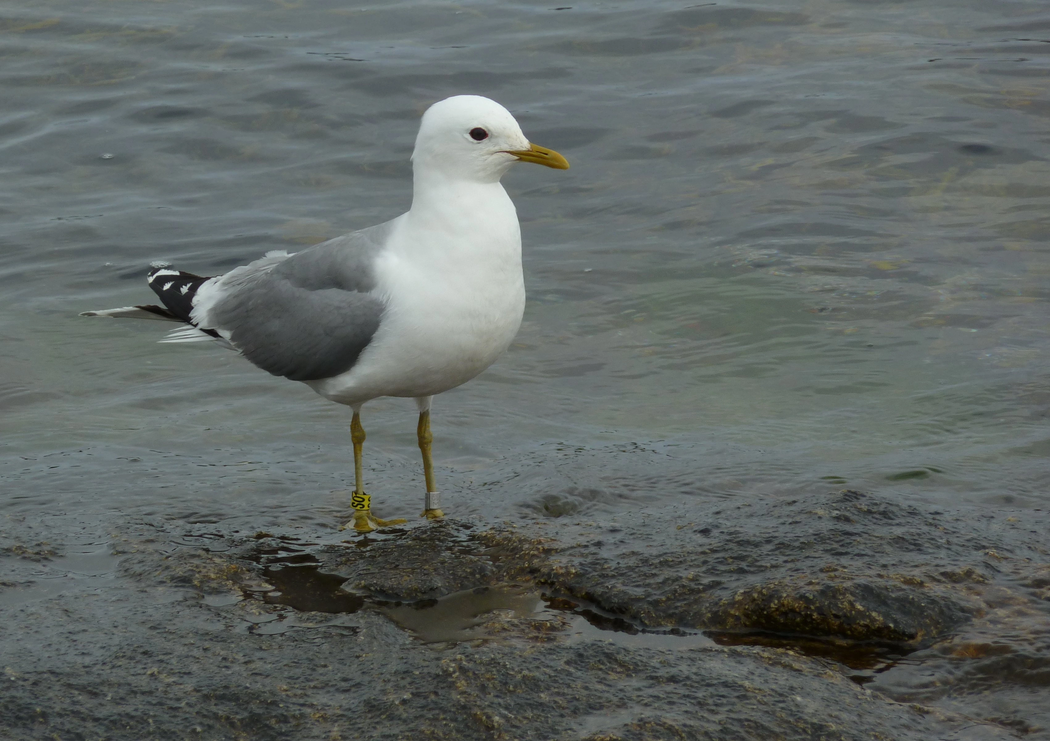 : Larus canus.