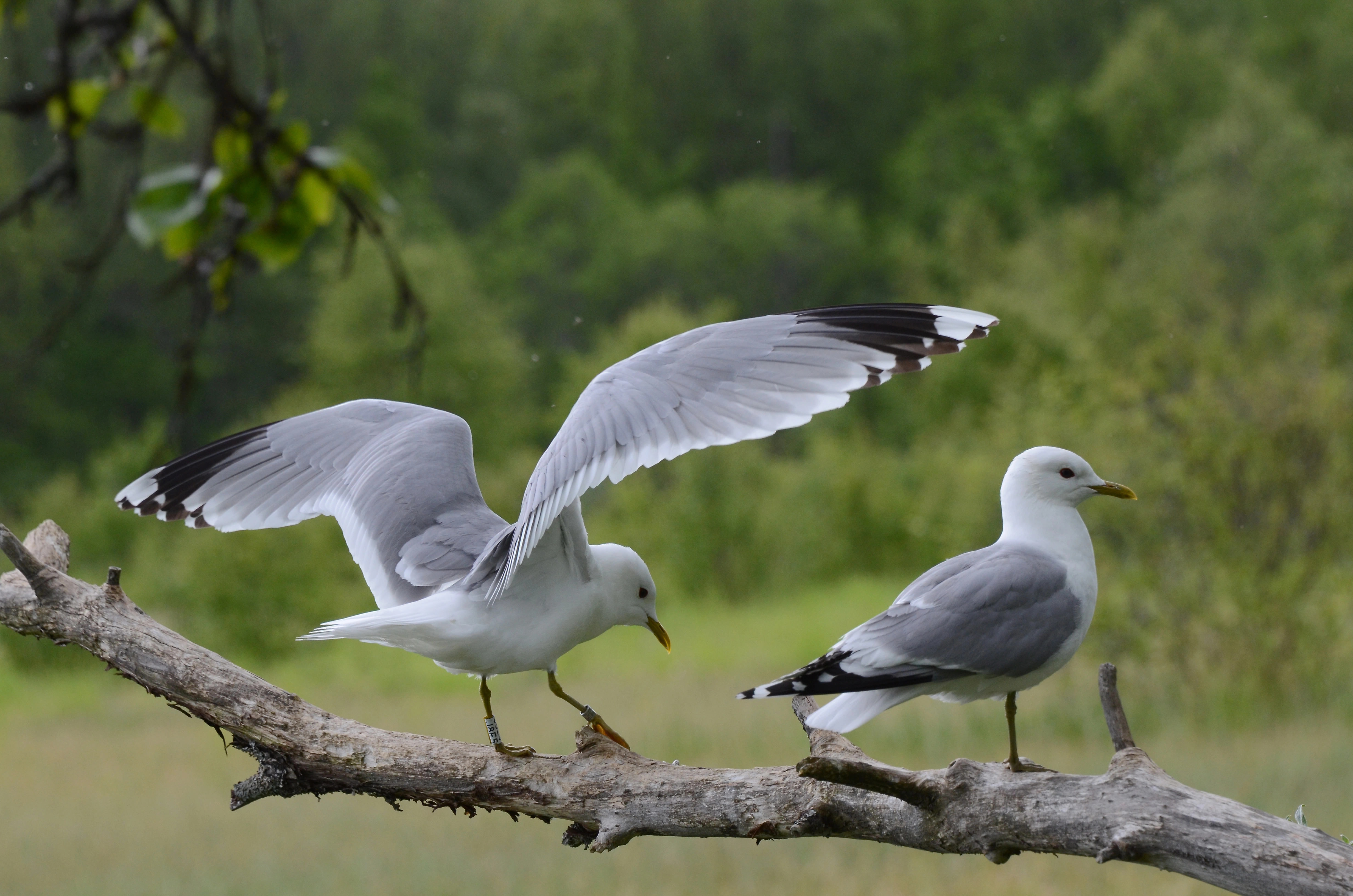 : Larus canus.