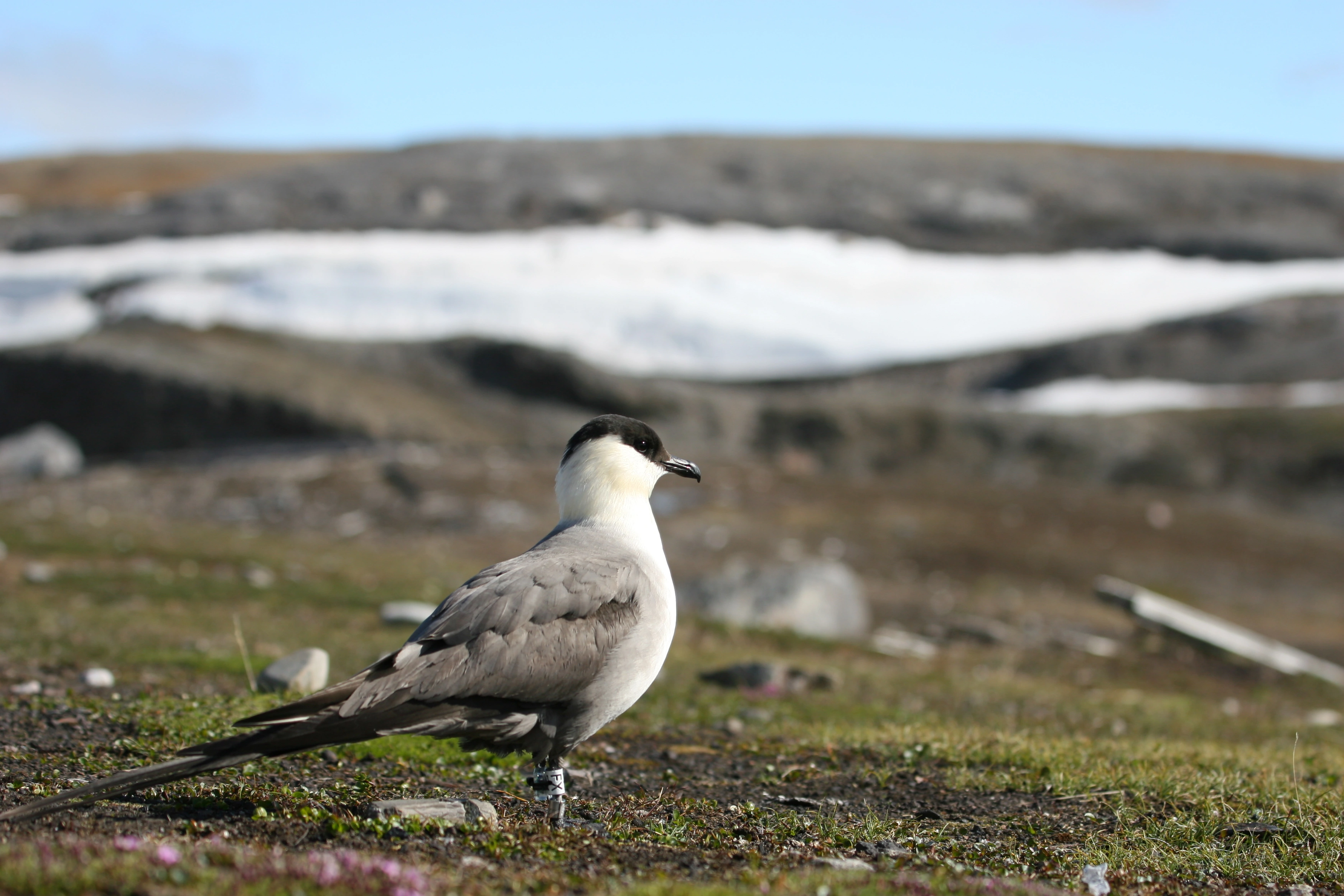 : Stercorarius longicaudus.