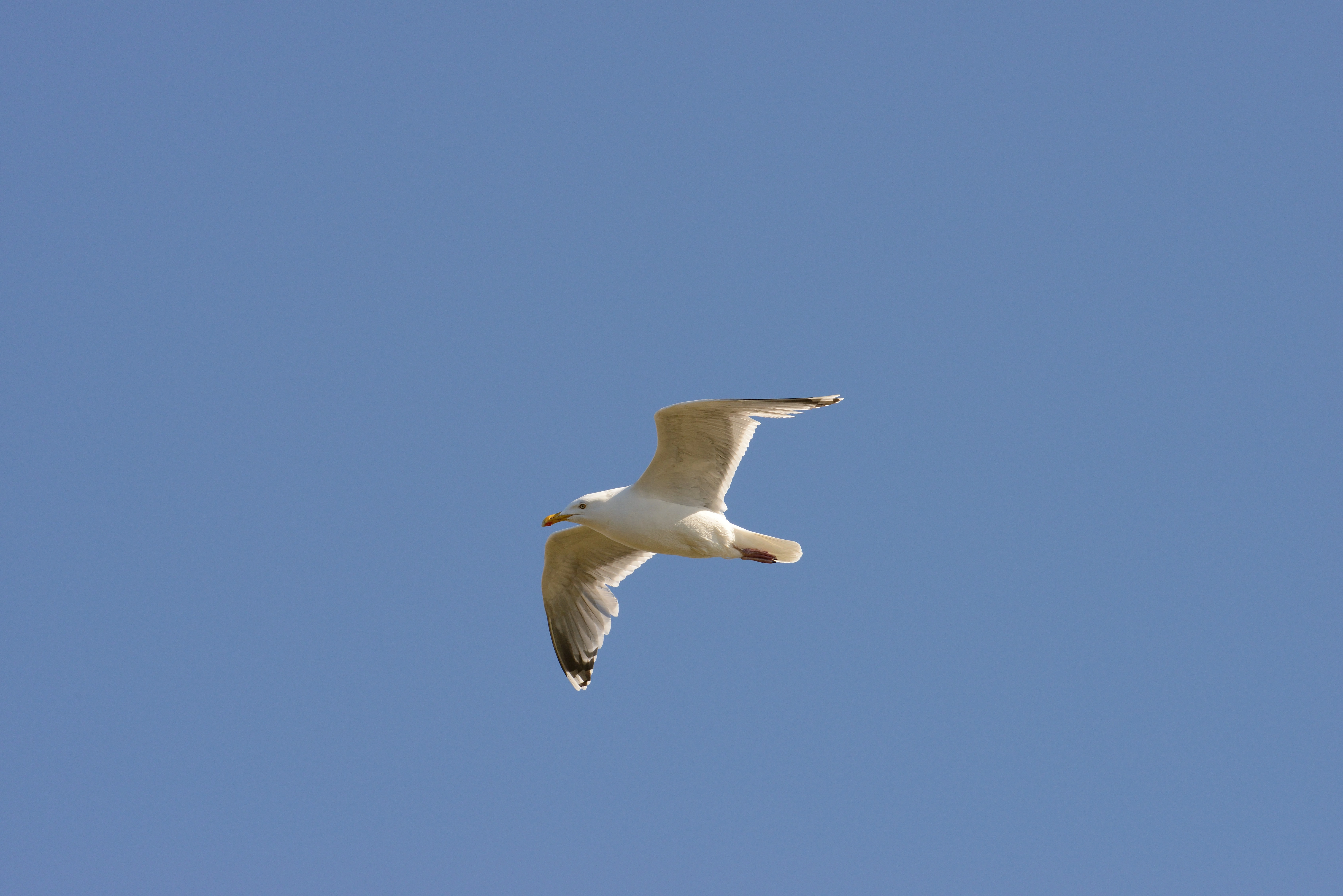 : Larus argentatus.