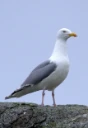 : Larus argentatus.