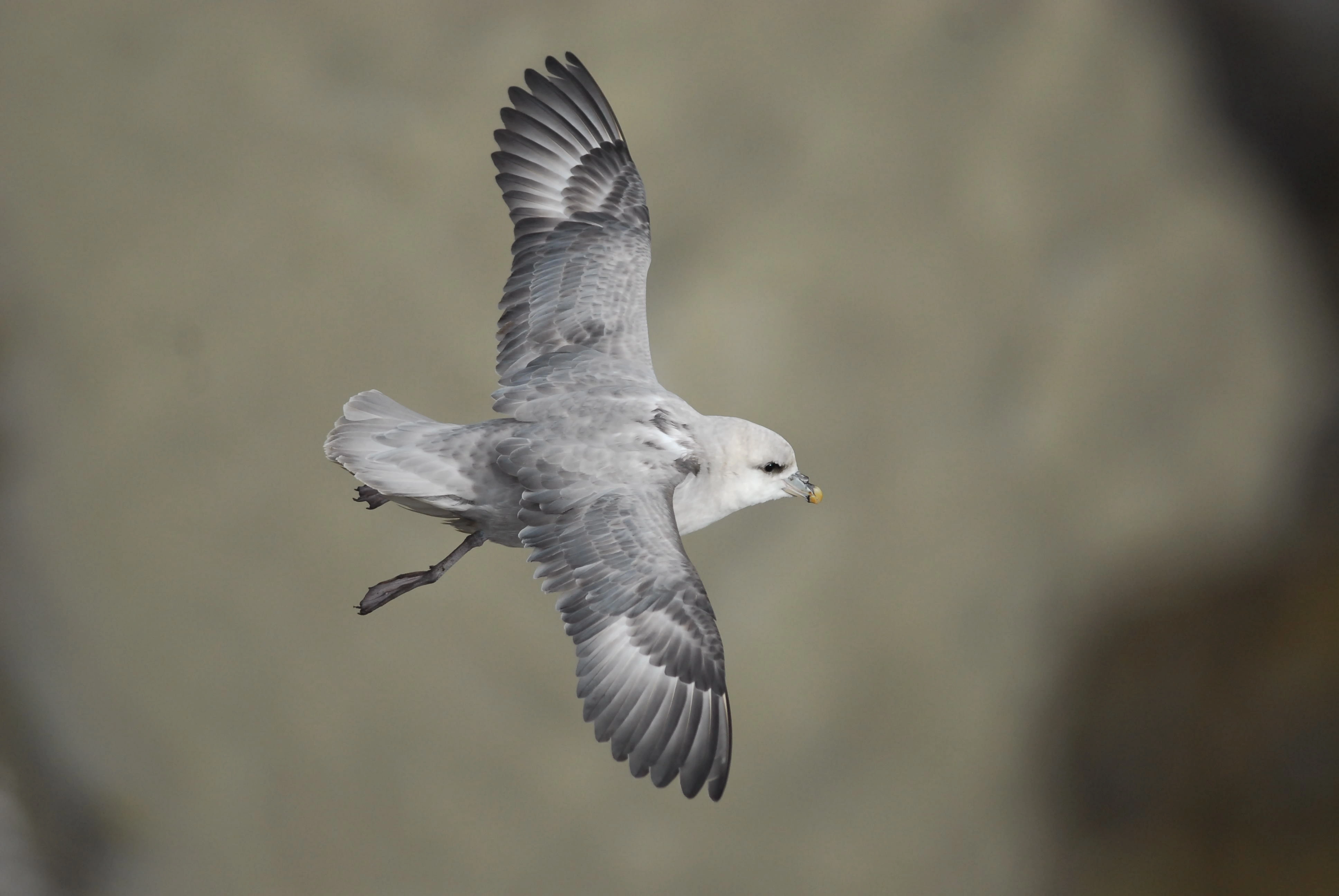 : Fulmarus glacialis.