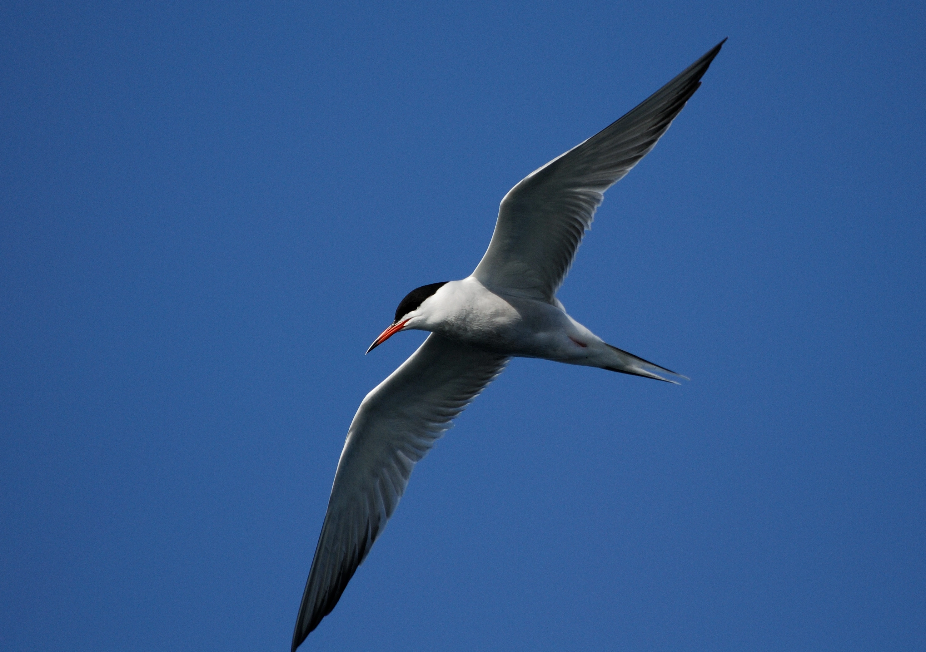 : Sterna hirundo.