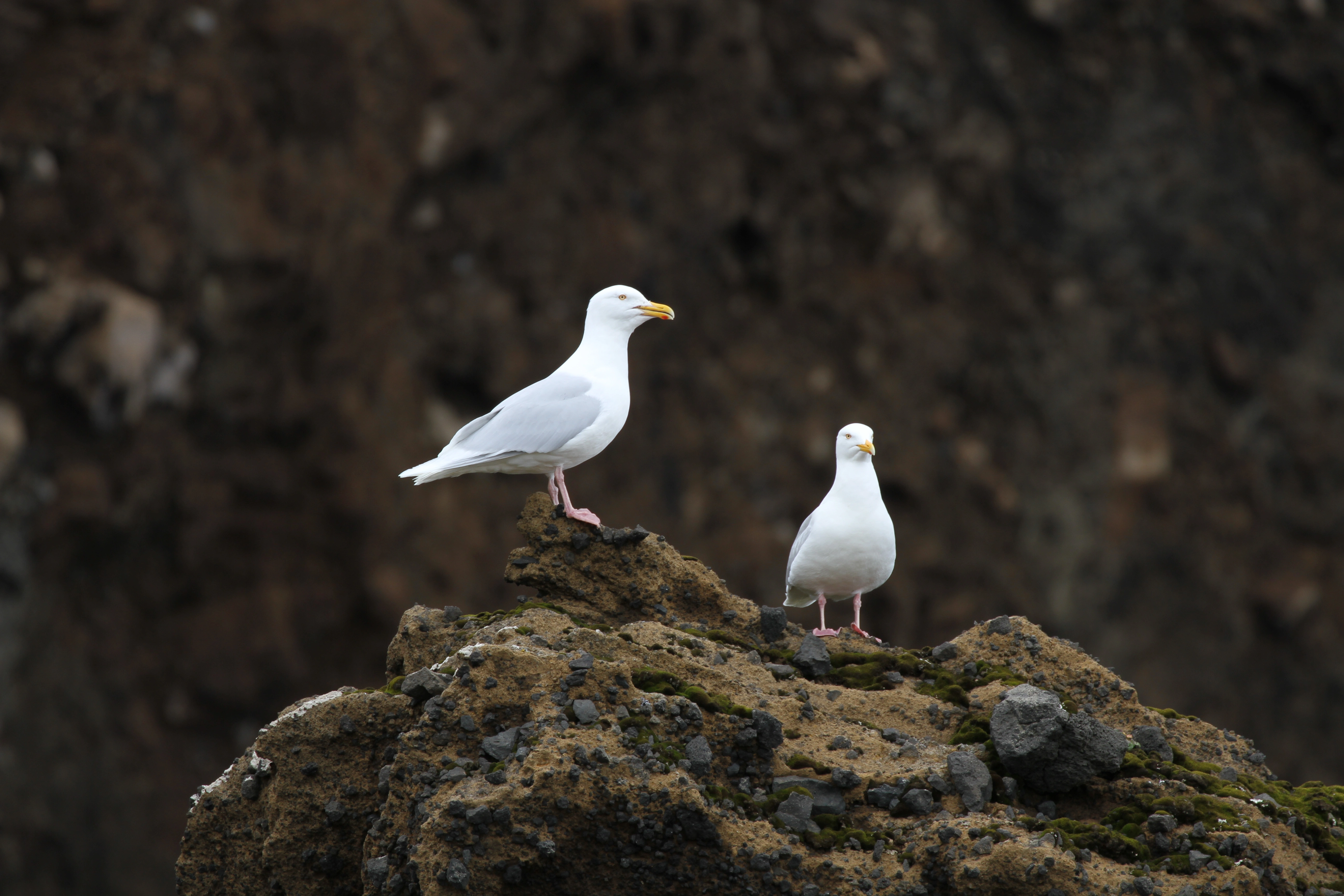 : Larus hyperboreus.