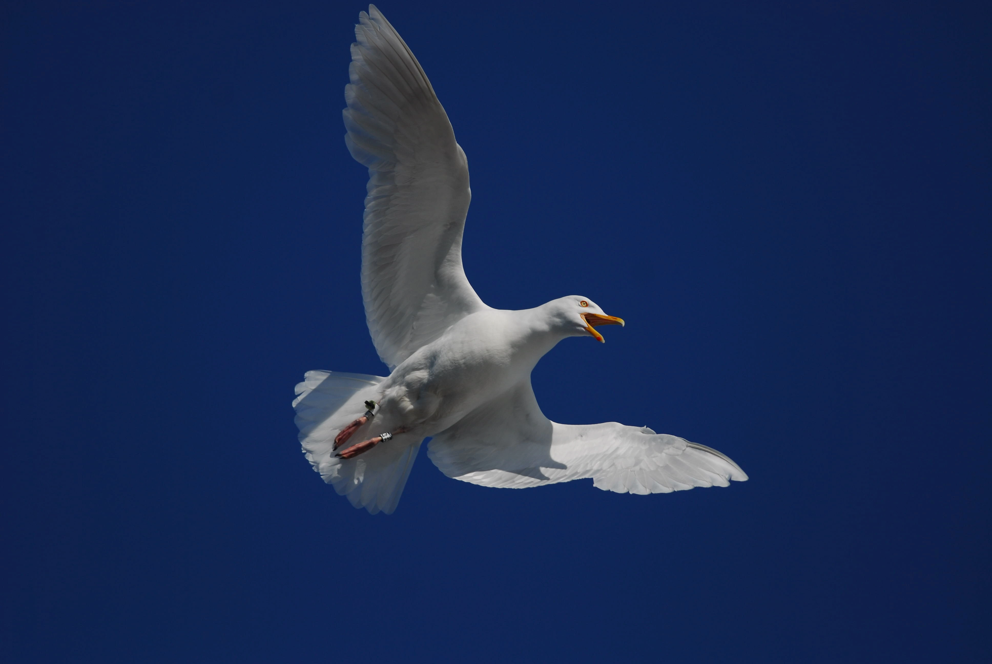 : Larus hyperboreus.