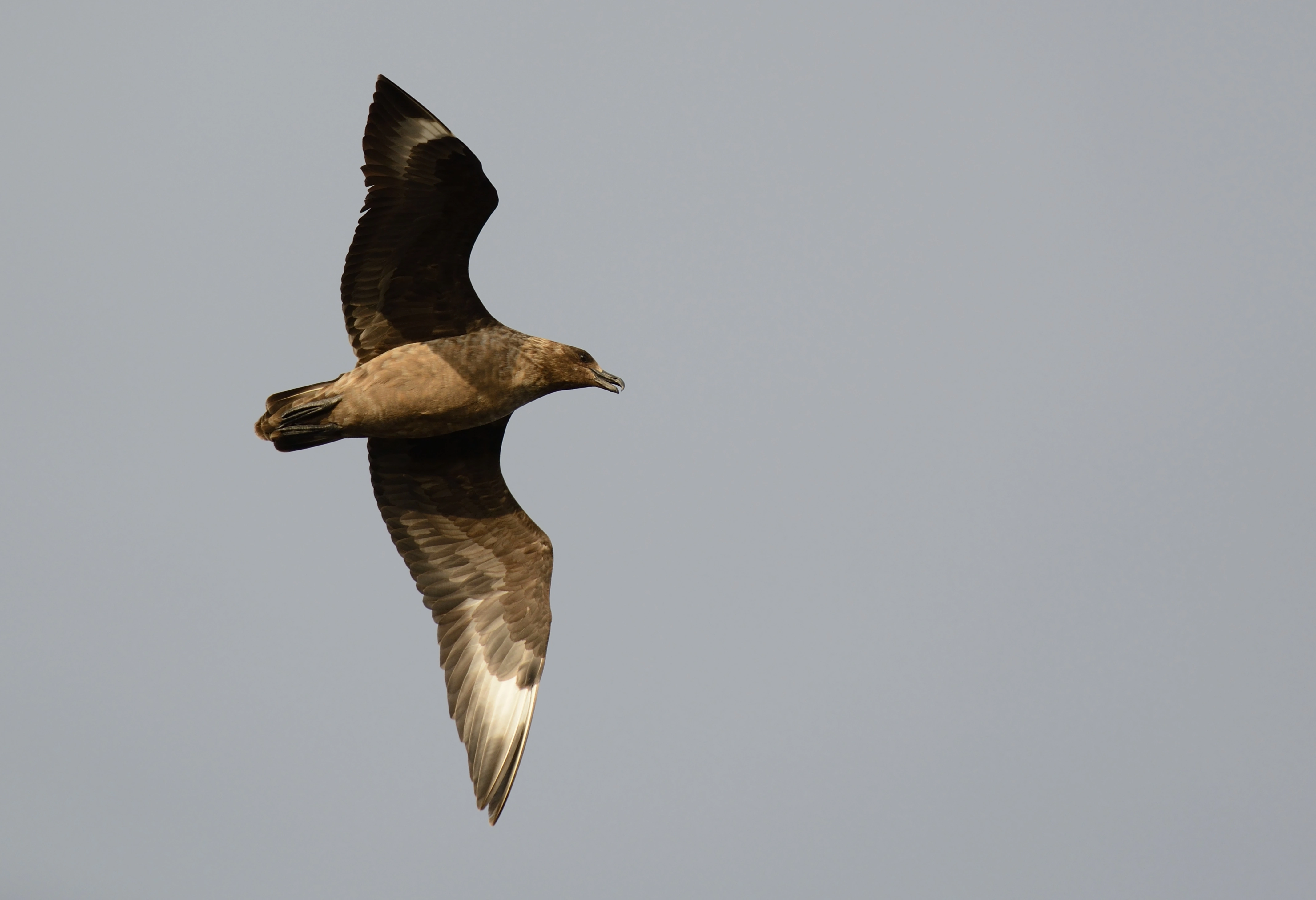 : Stercorarius skua.