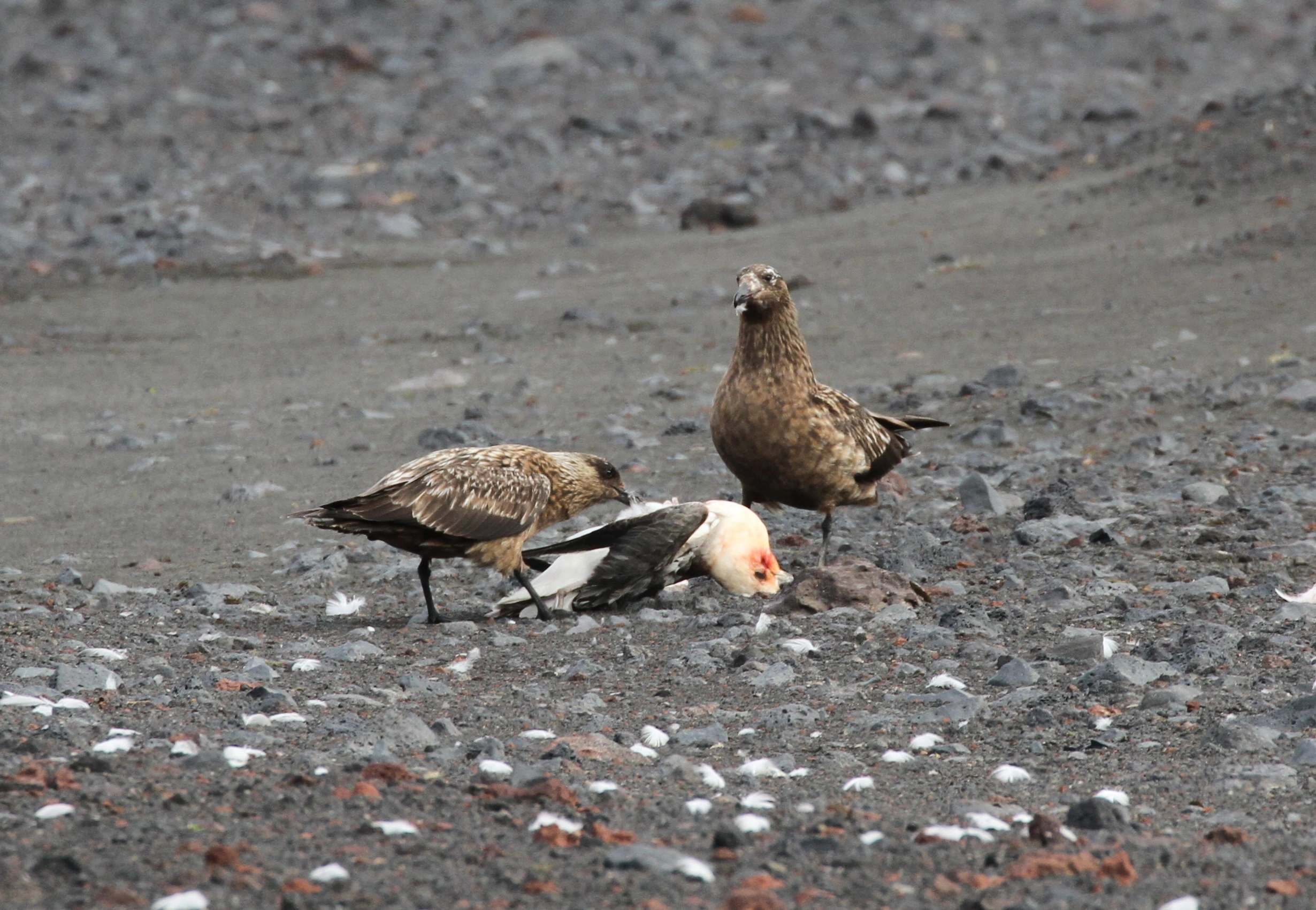 : Stercorarius skua.