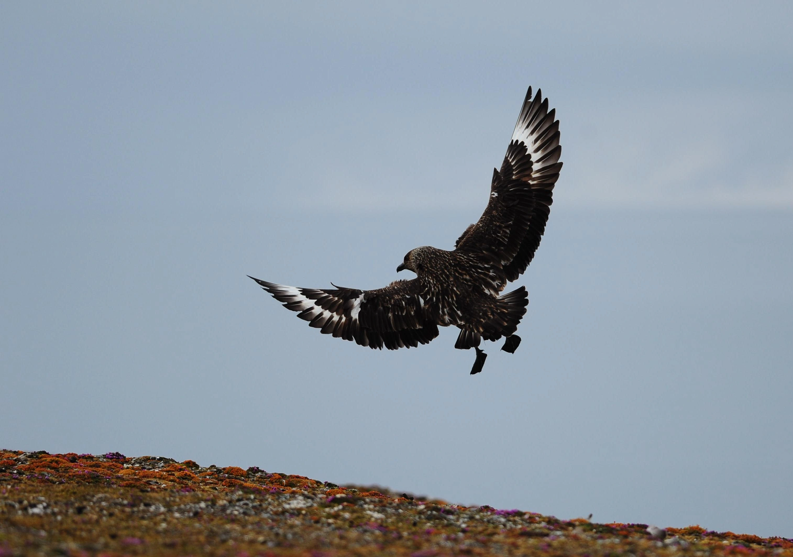 : Stercorarius skua.