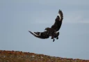 : Stercorarius skua.