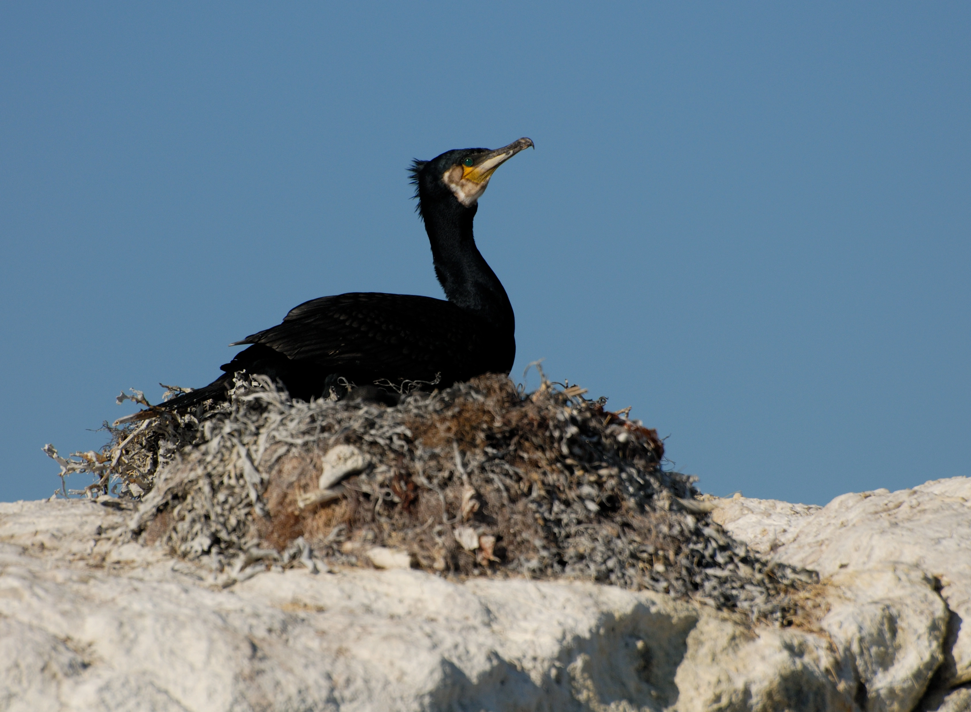 : Phalacrocorax carbo.