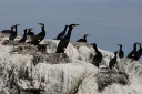 : Phalacrocorax carbo.