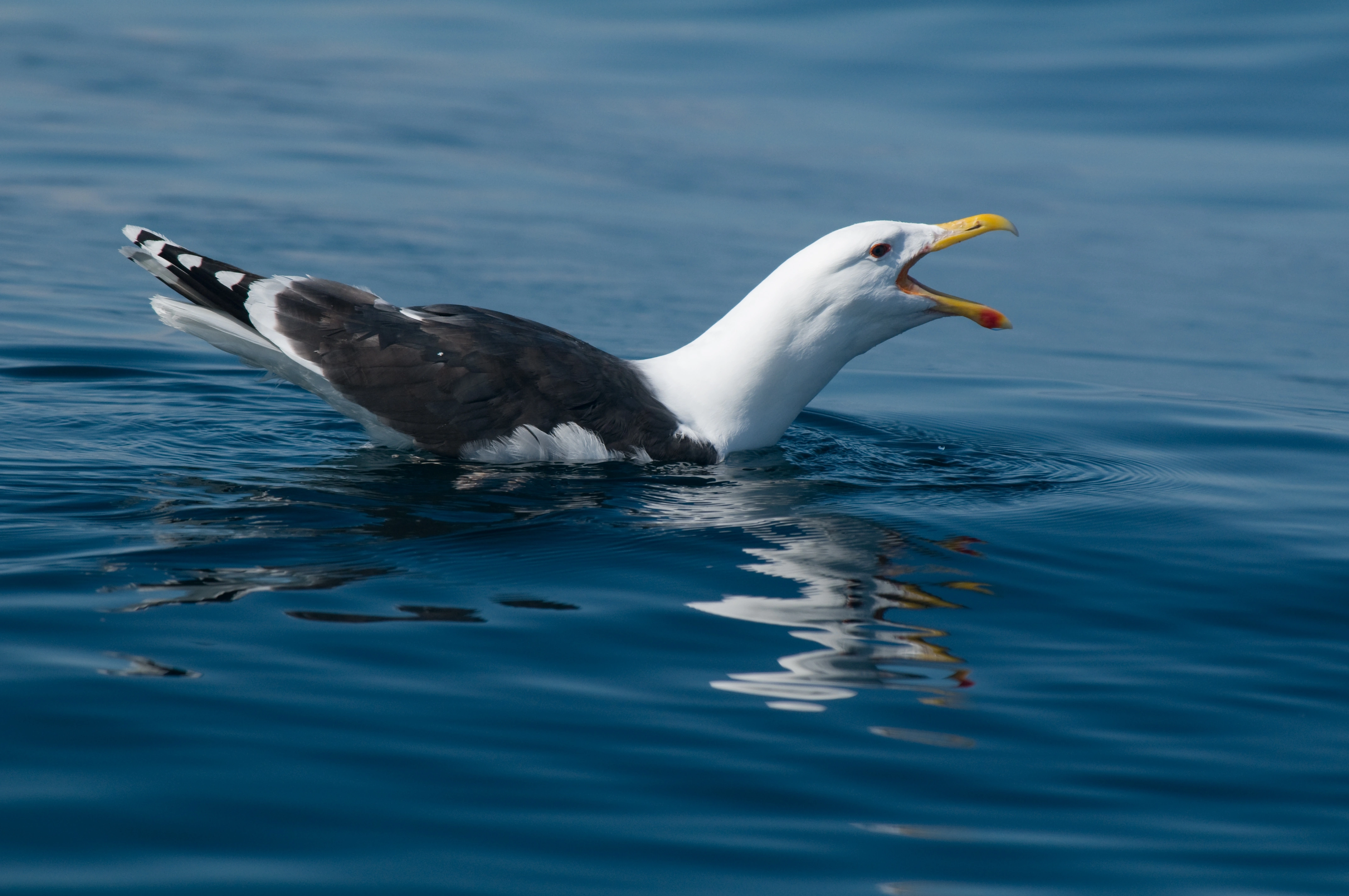 : Larus marinus.