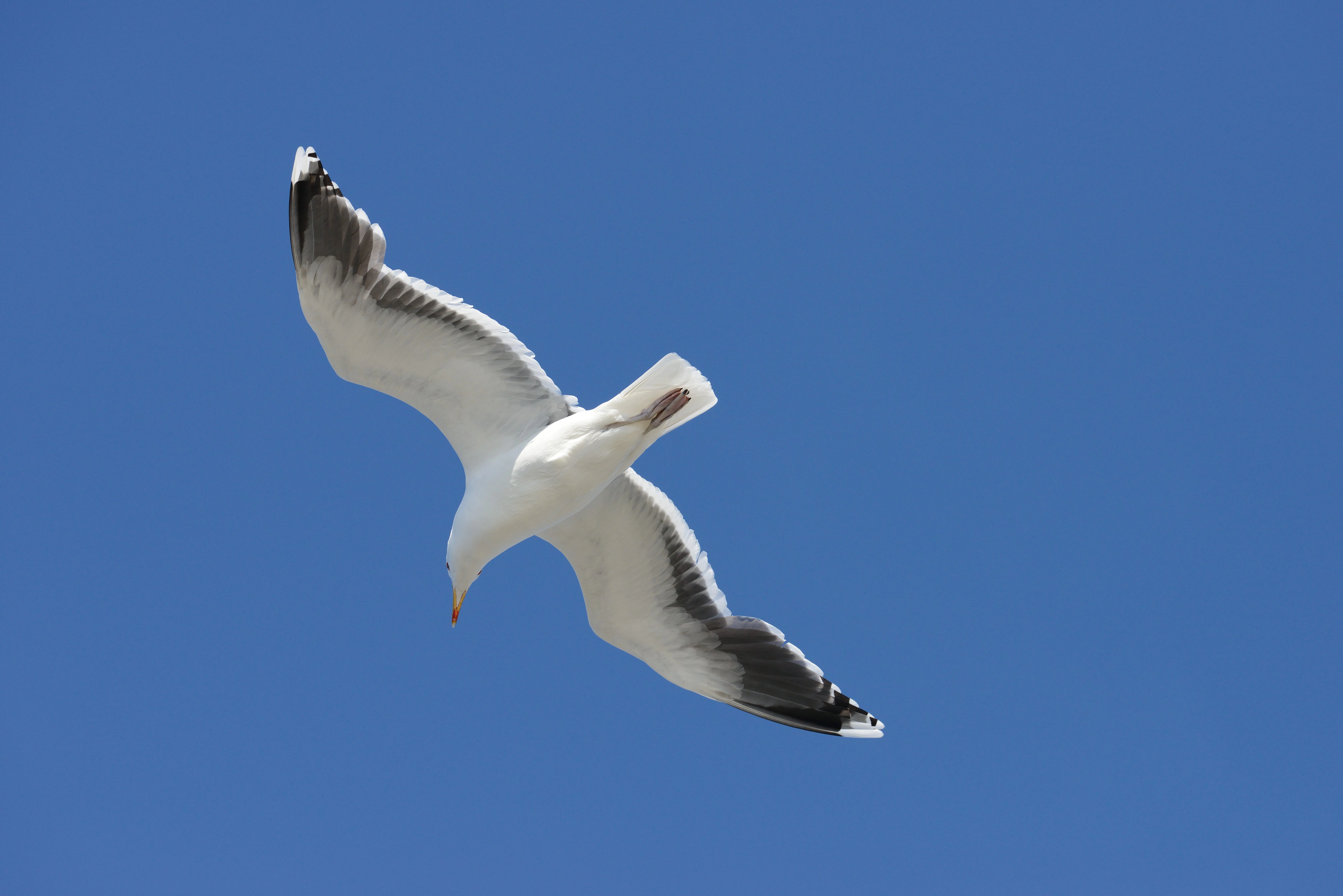 : Larus marinus.