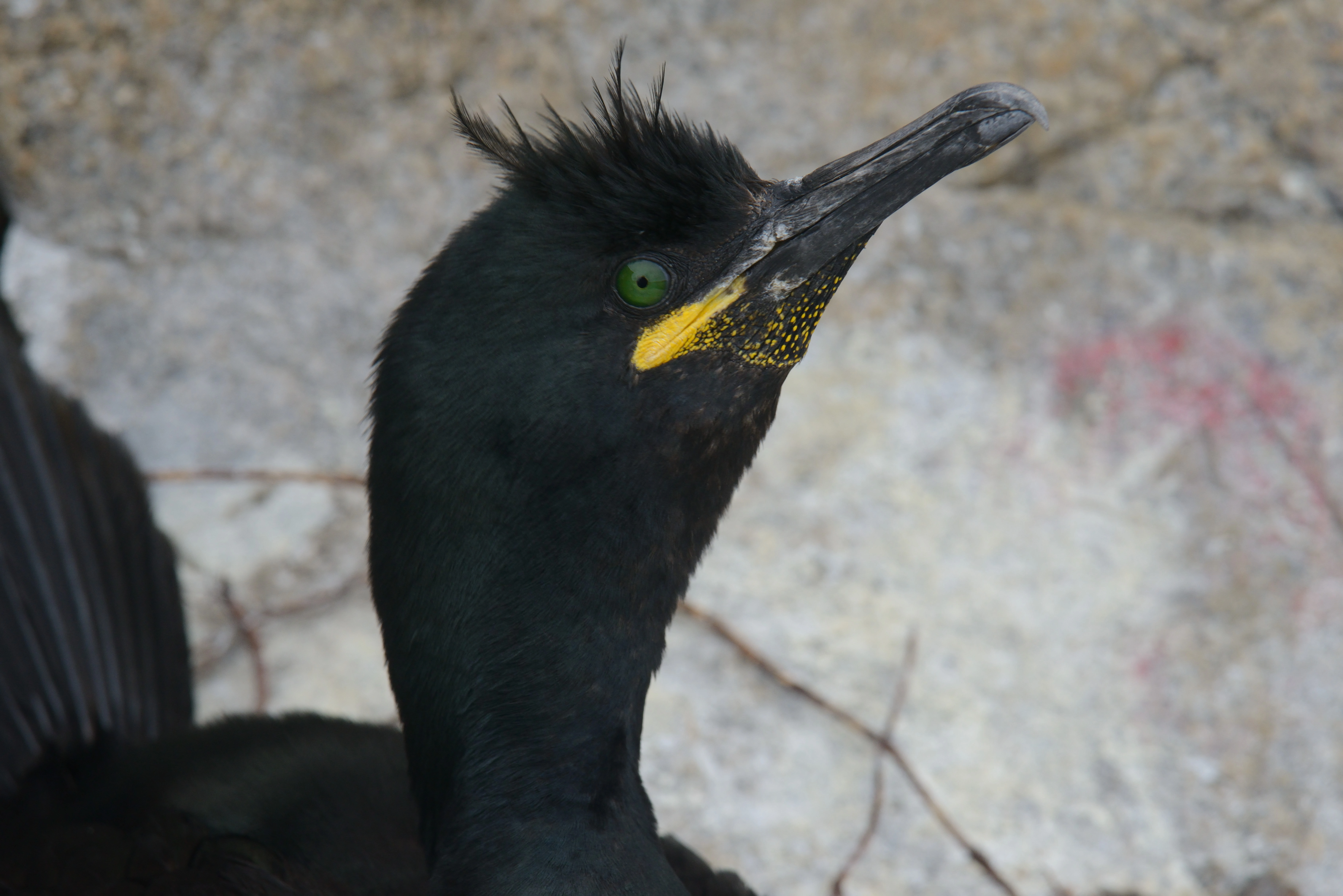 : Gulosus aristotelis.