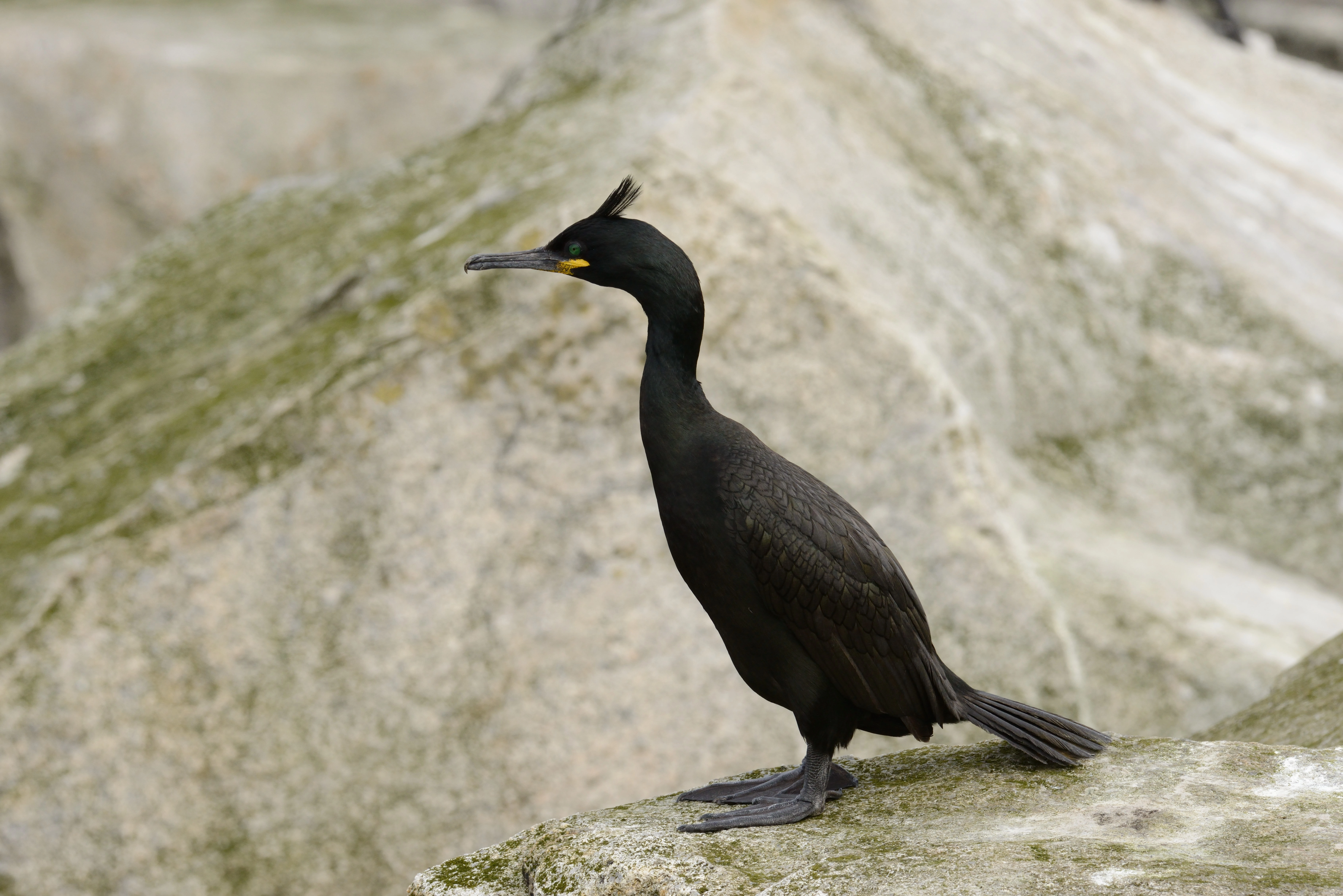 : Gulosus aristotelis.