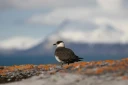 : Stercorarius parasiticus.
