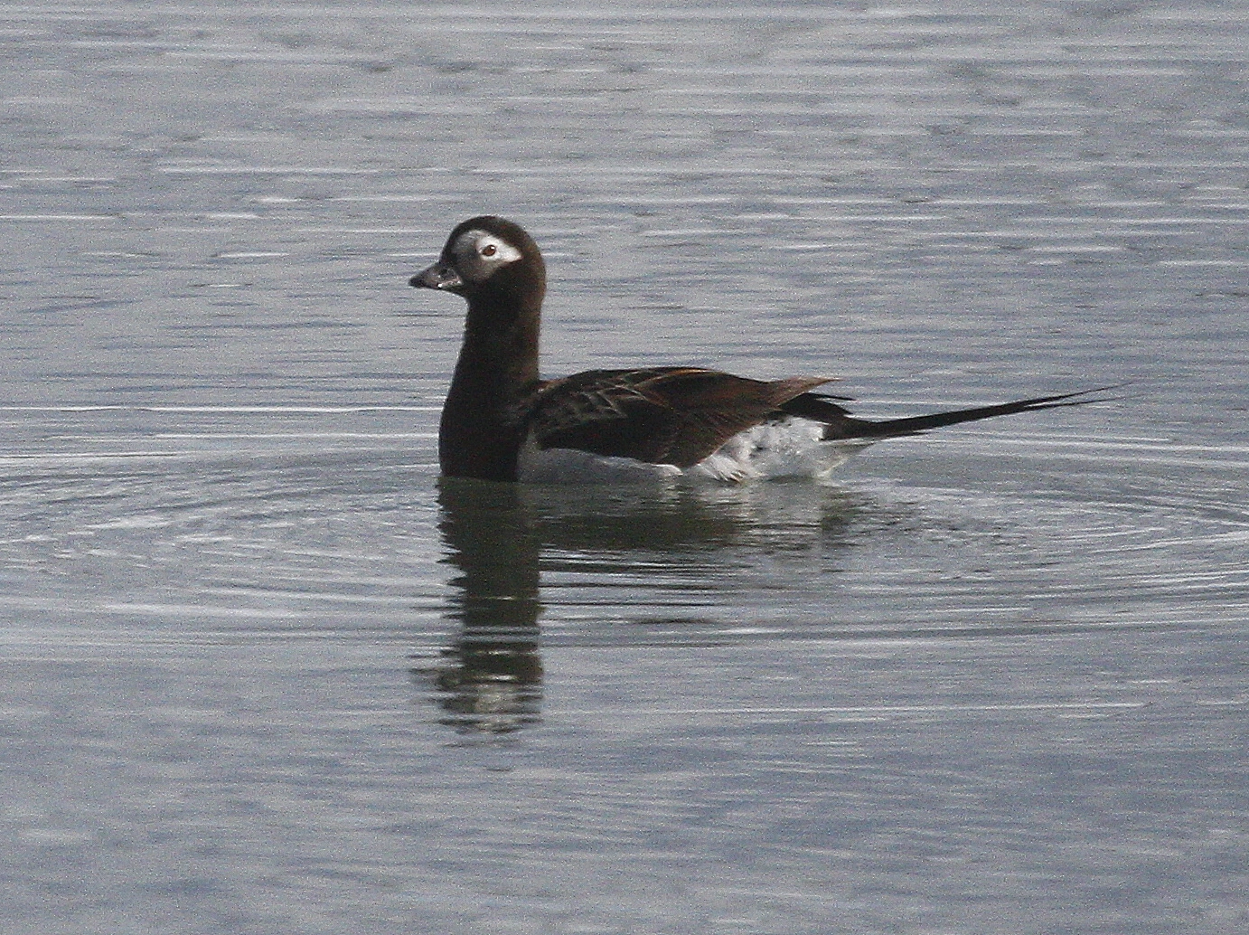 : Clangula hyemalis.