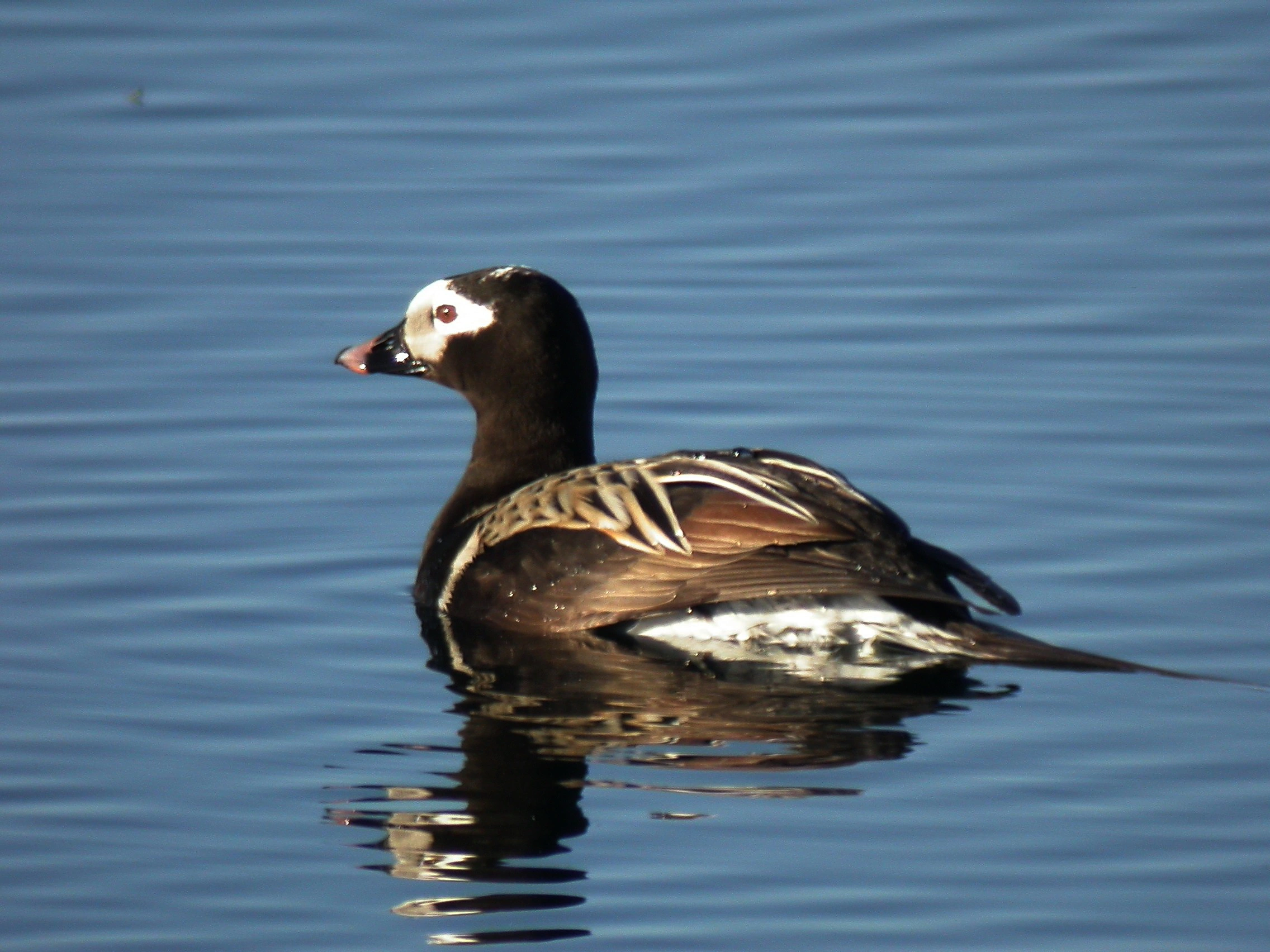 : Clangula hyemalis.