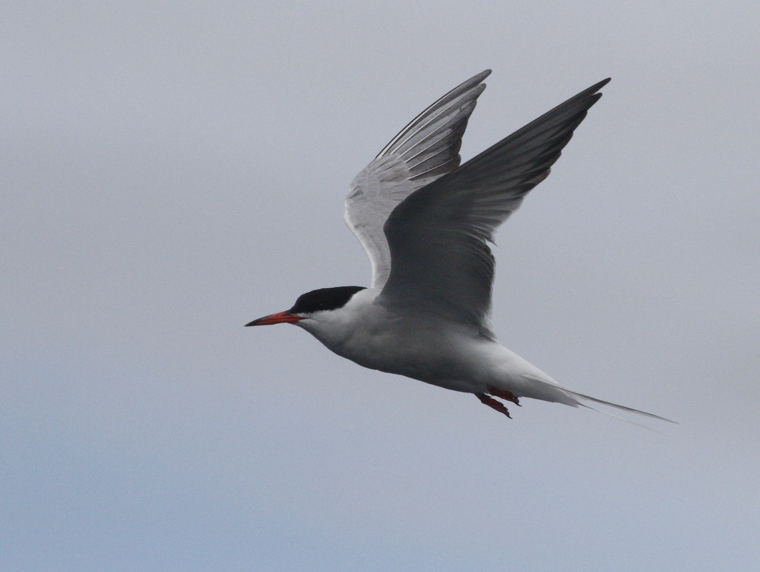 : Sterna hirundo.