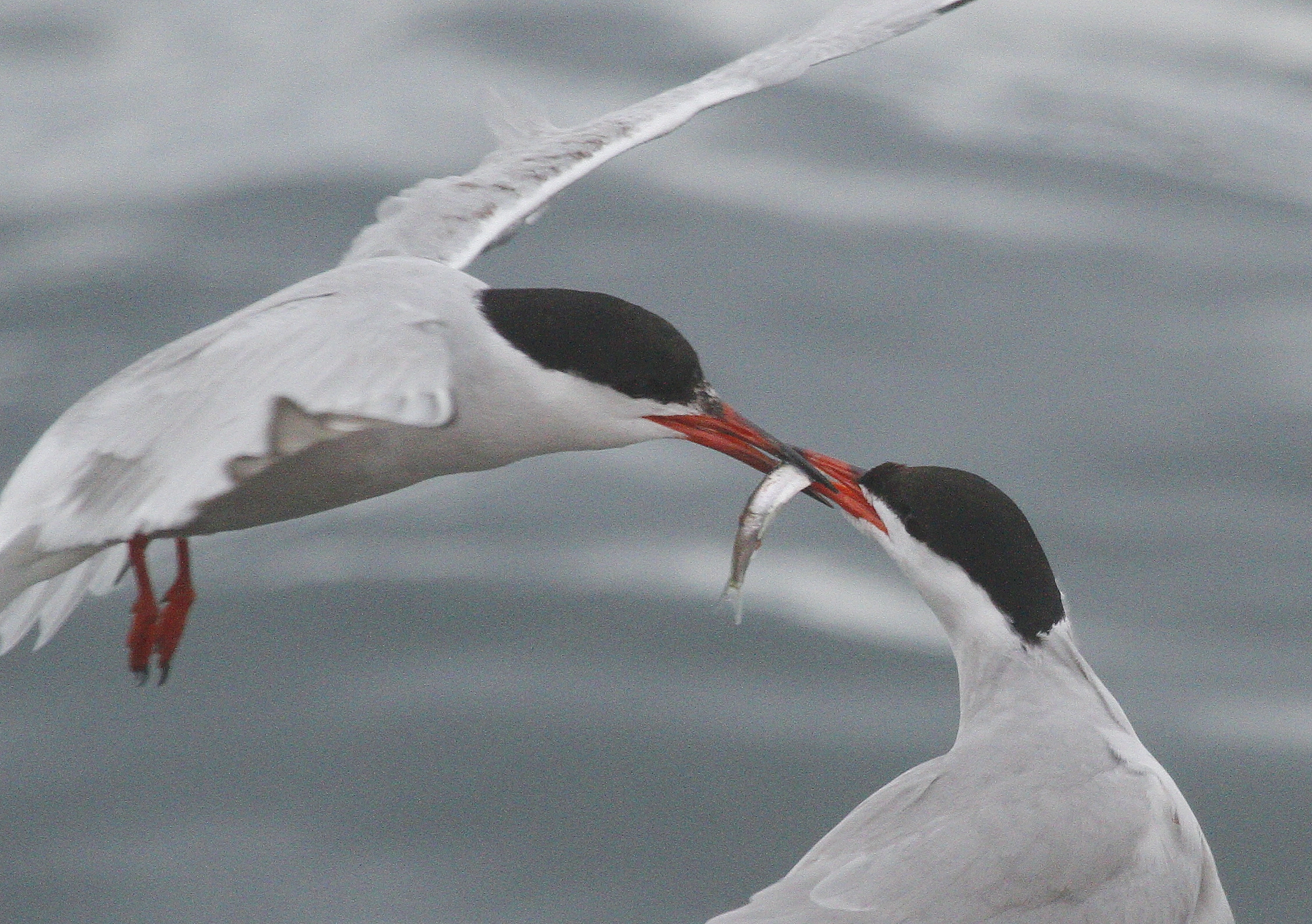 : Sterna hirundo.