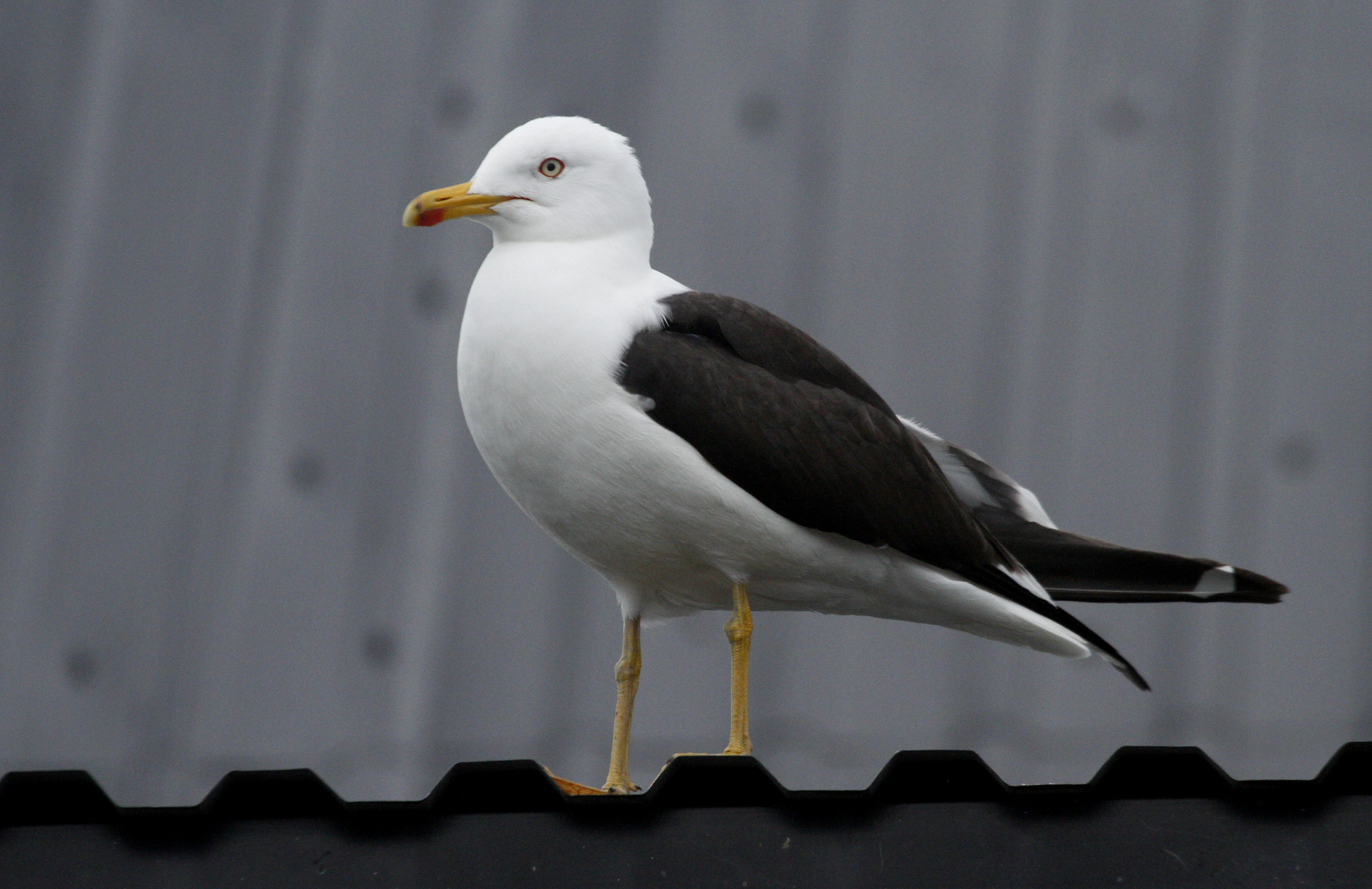 : Larus fuscus.