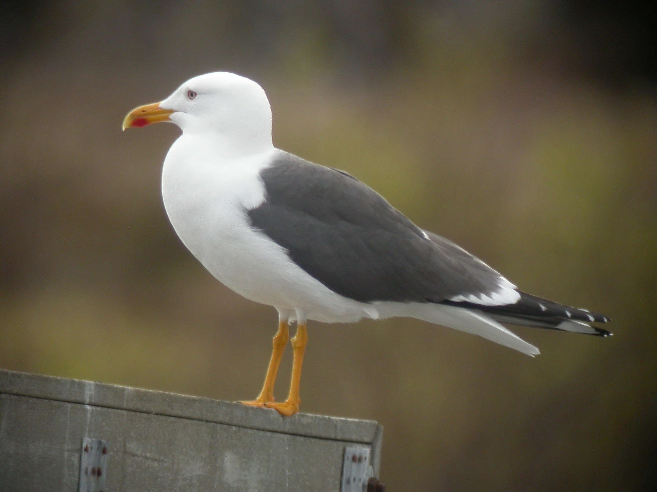 : Larus fuscus.