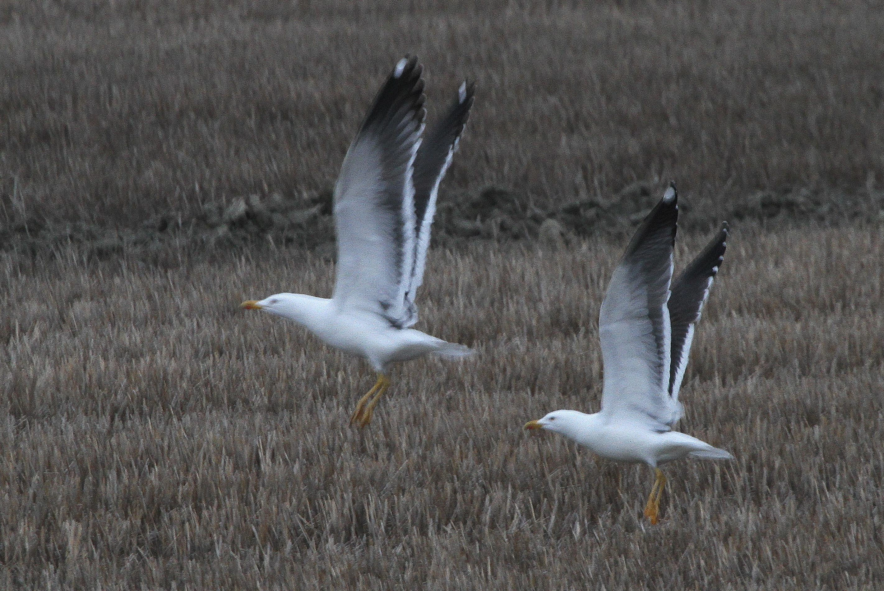 : Larus fuscus.