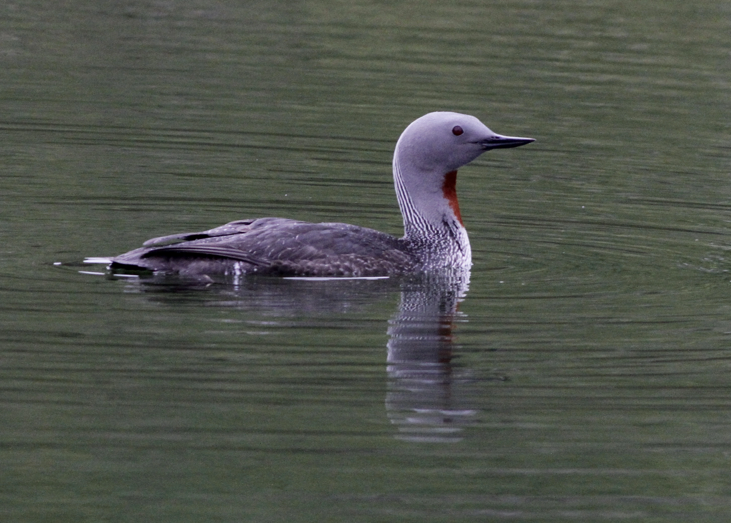 : Gavia stellata.