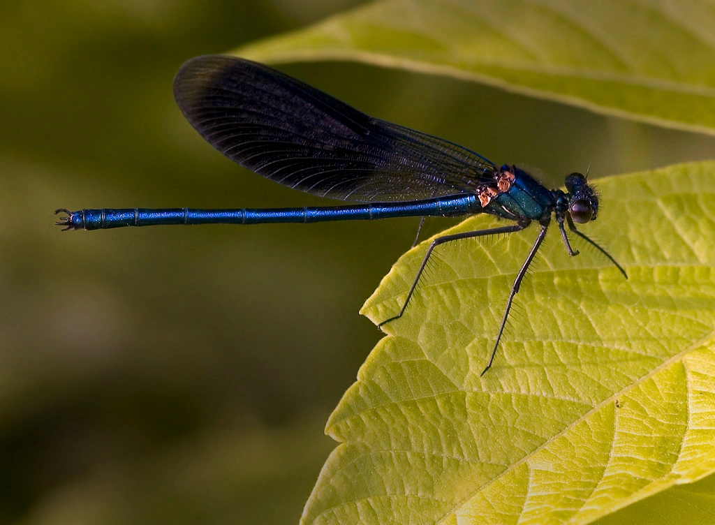 : Calopteryx splendens.