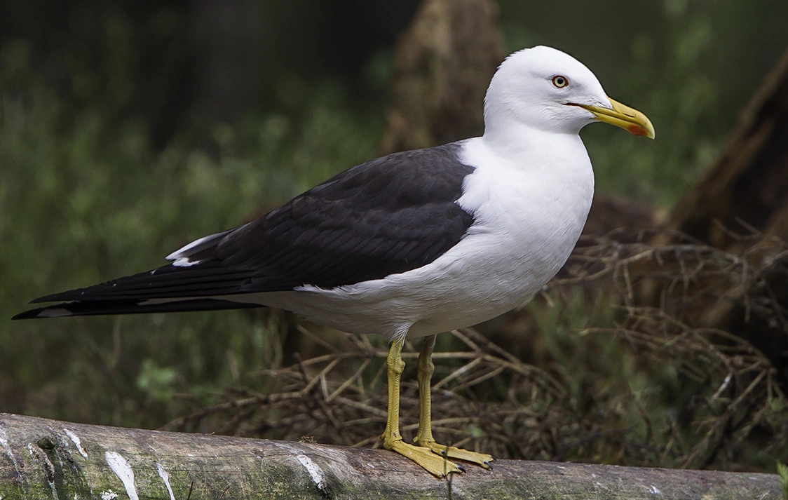 : Larus fuscus.