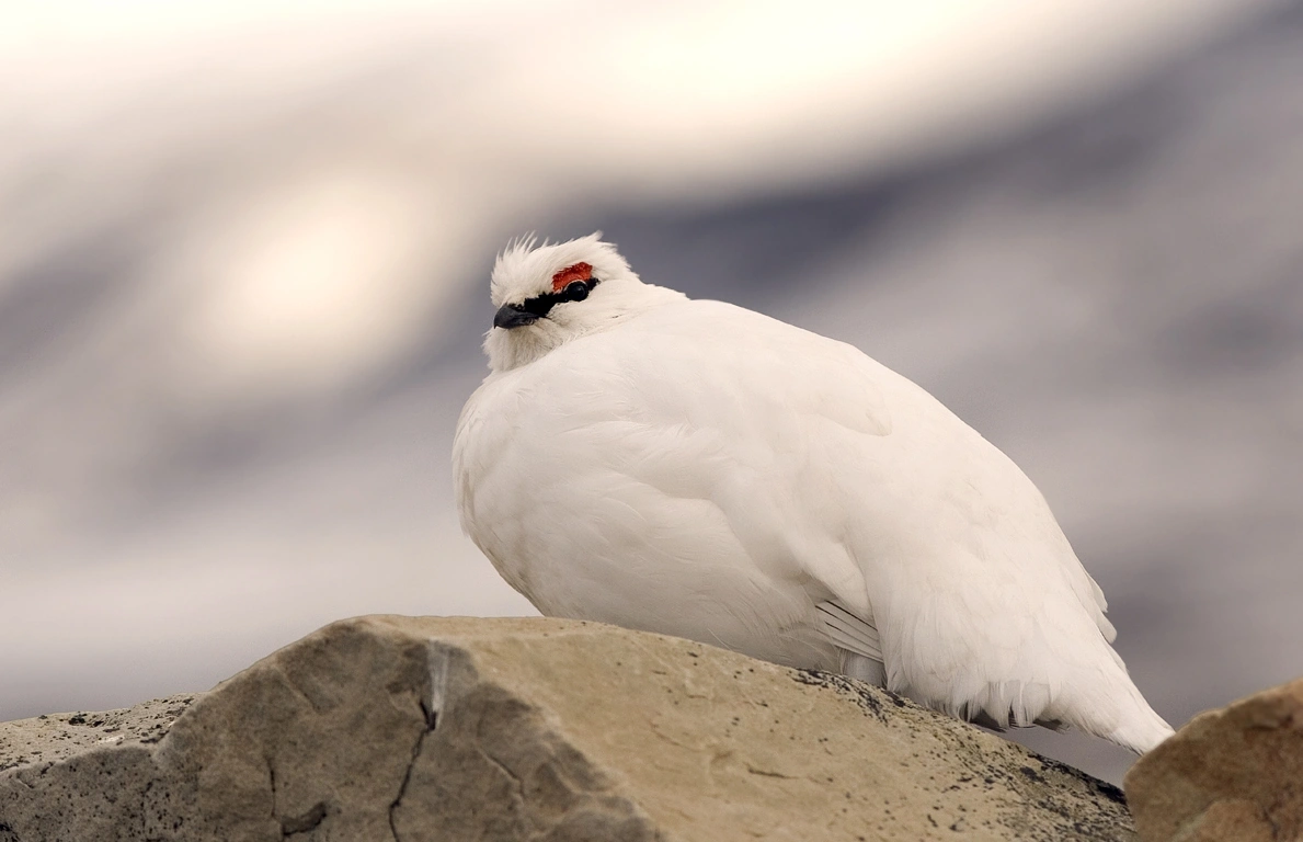 : Lagopus muta hyperborea.