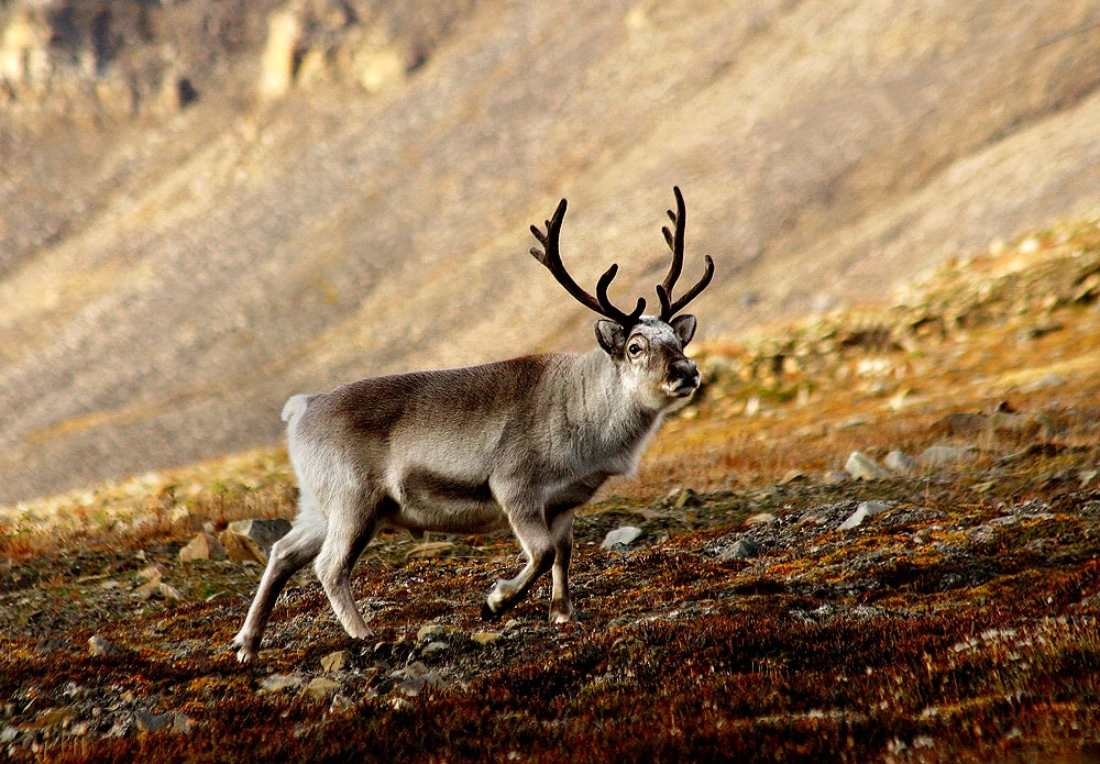 : Rangifer tarandus platyrhynchus.