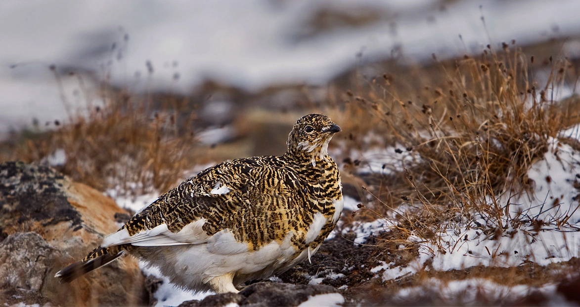 : Lagopus muta hyperborea.