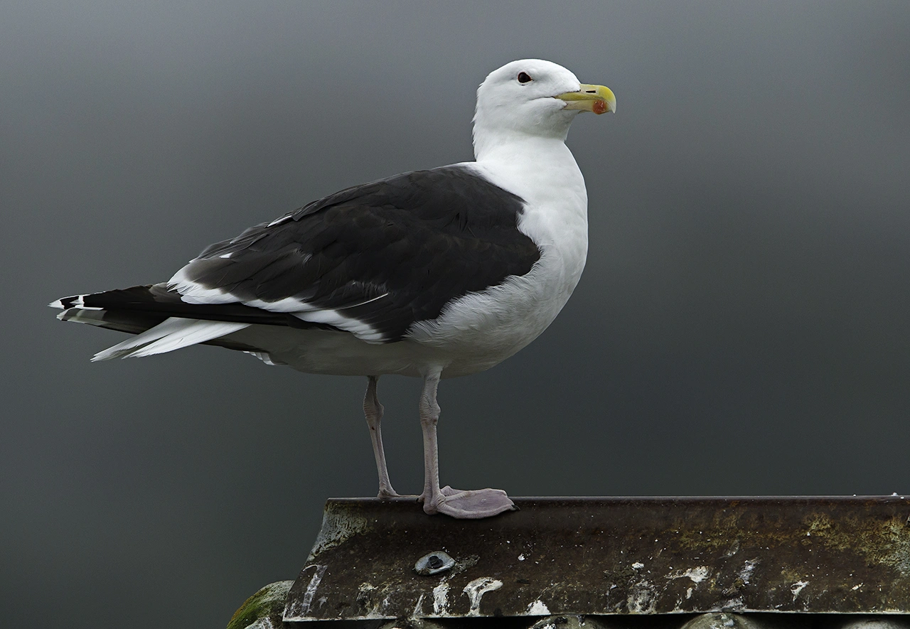 : Larus marinus.