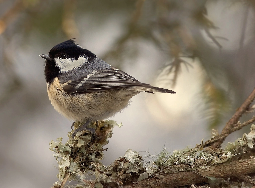 : Periparus ater.