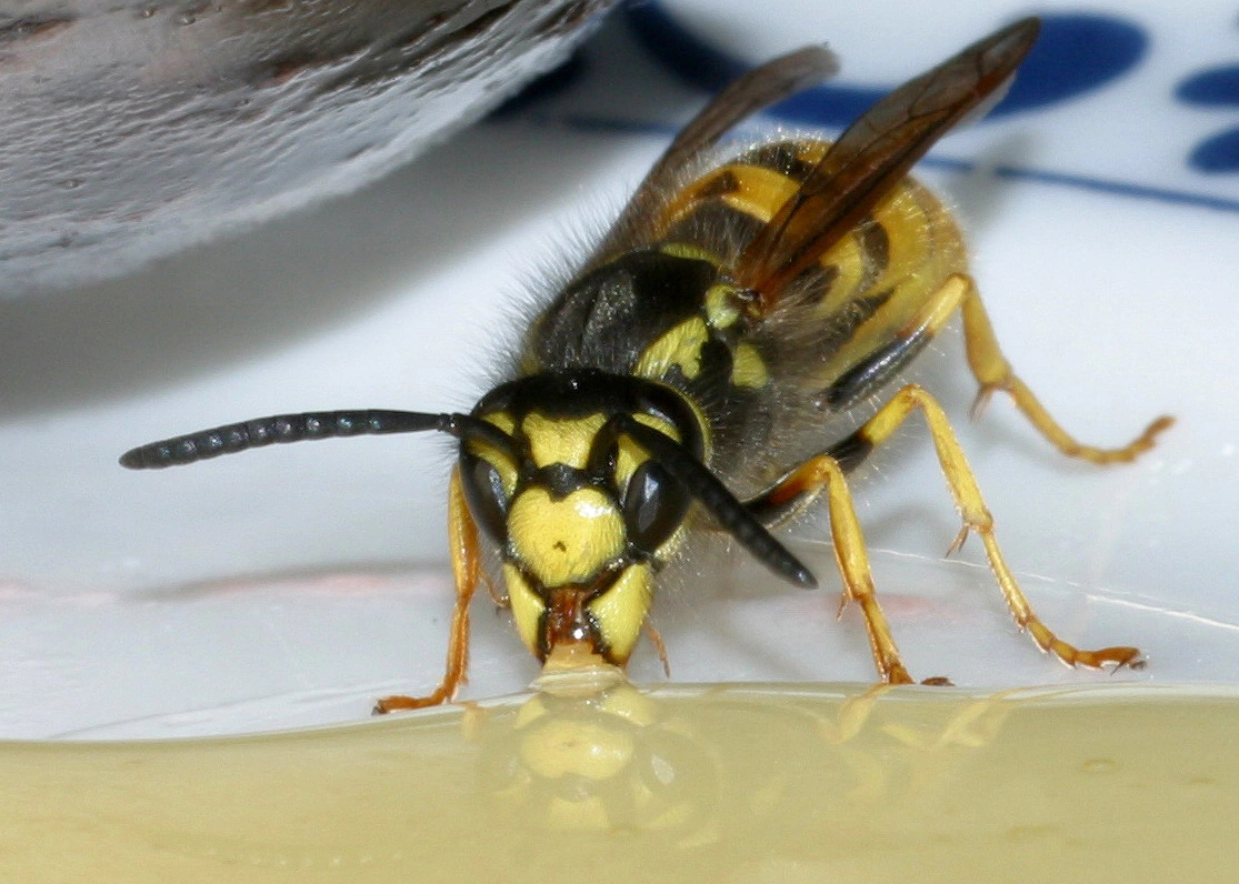 : Vespula germanica.