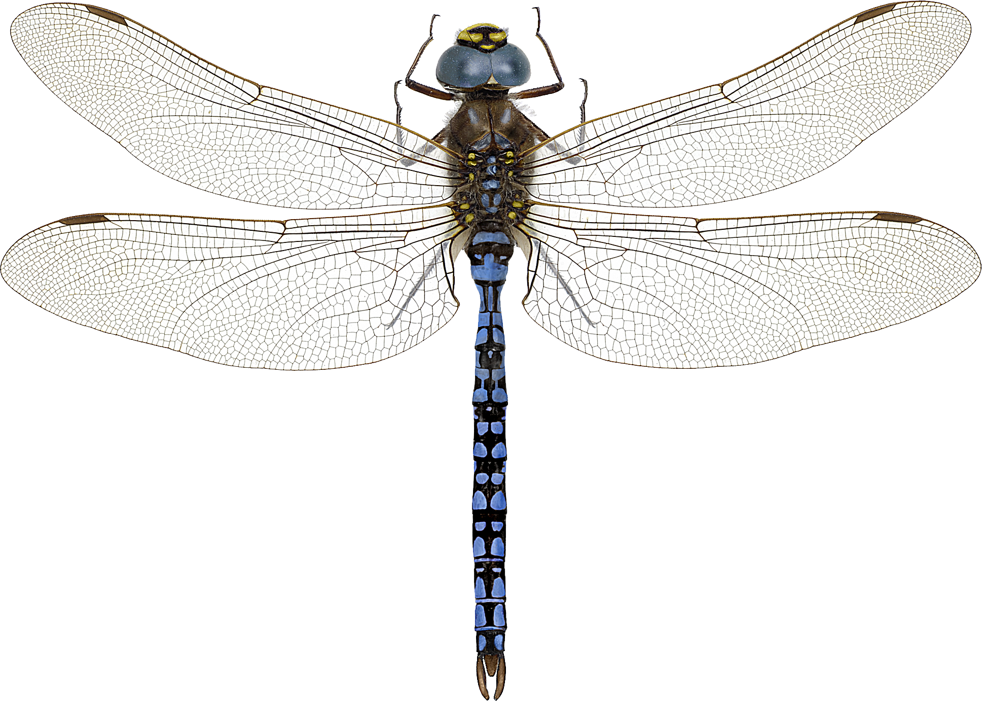 : Aeshna caerulea.